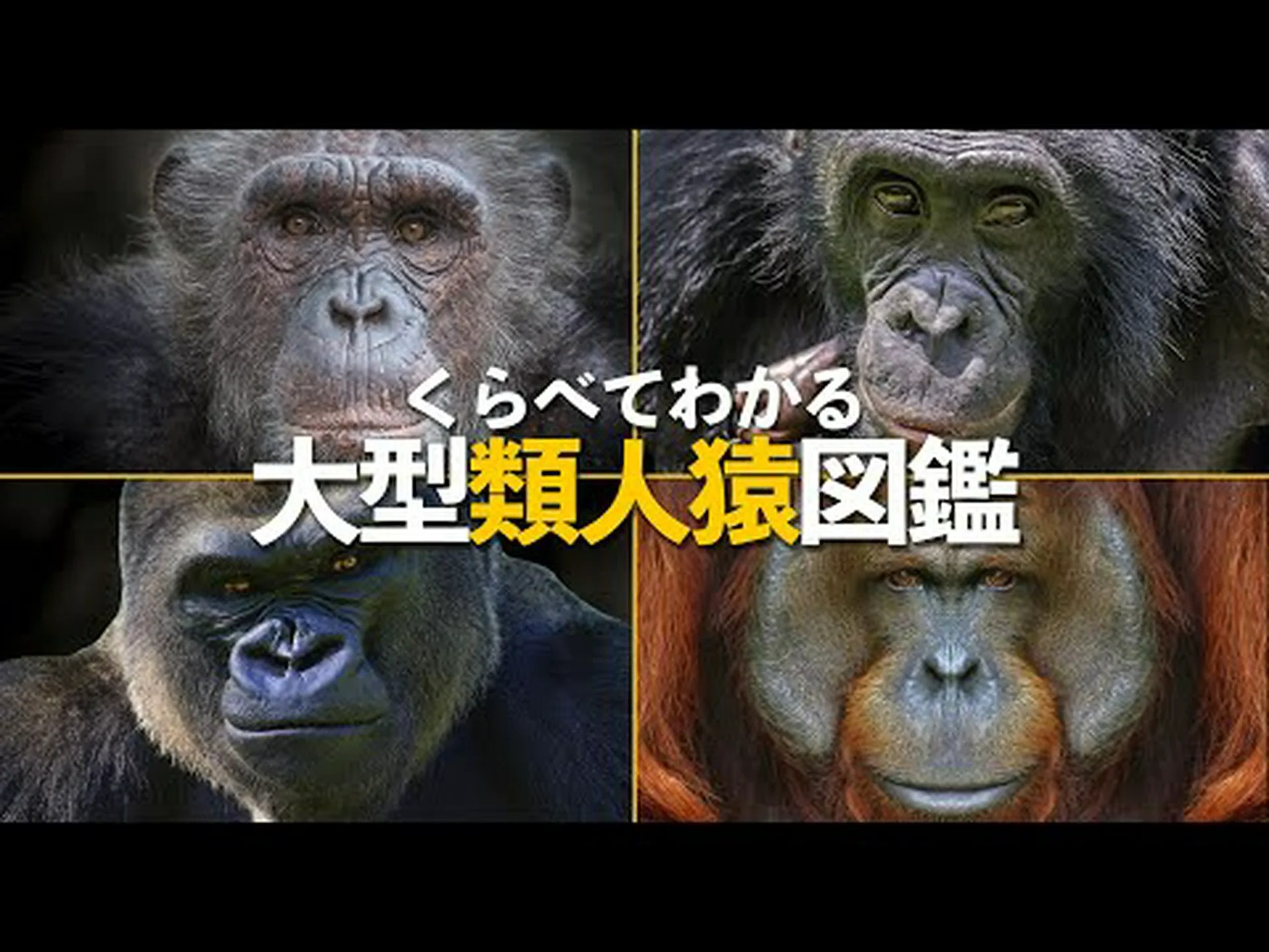 大型類人猿はめまいを起こす 大型類人猿はめまいを起こす