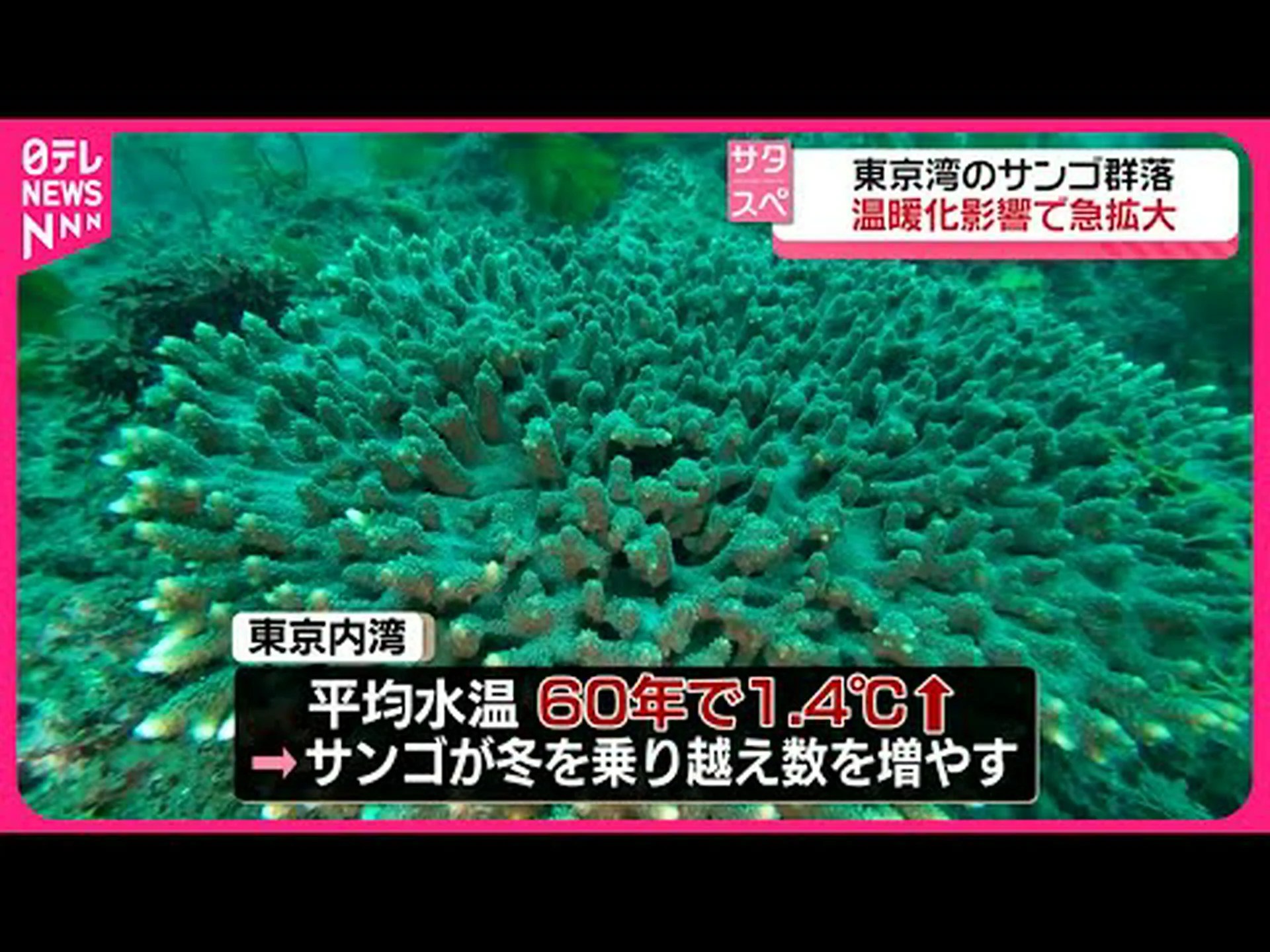サンゴ礁の衰退は何世紀も前に始まりました サンゴ礁の衰退は何世紀も前に始まりました