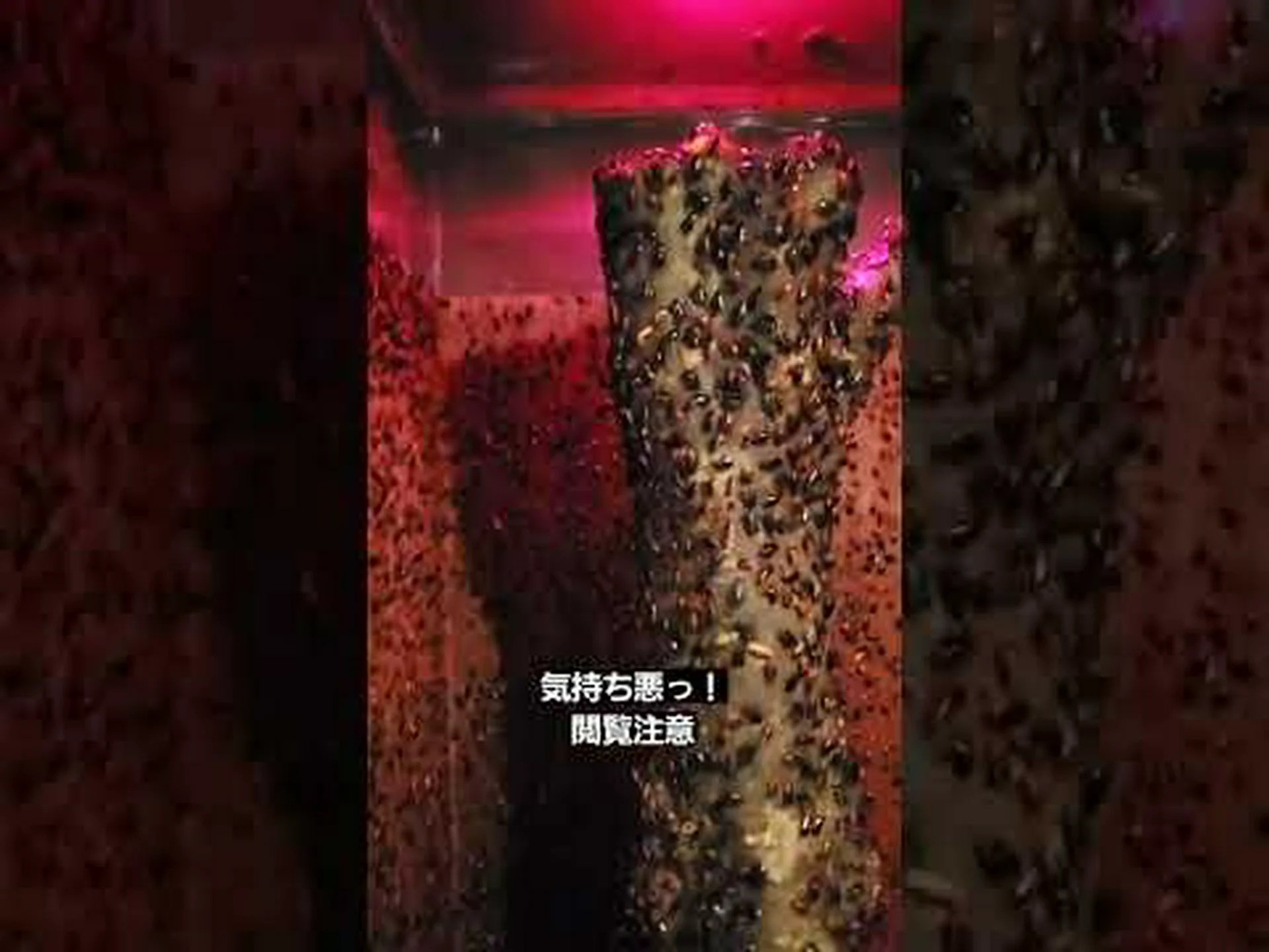 弱い雄アリは雌の匂いで自分自身をカモフラージュする 弱い雄アリは雌の匂いで自分自身をカモフラージュする