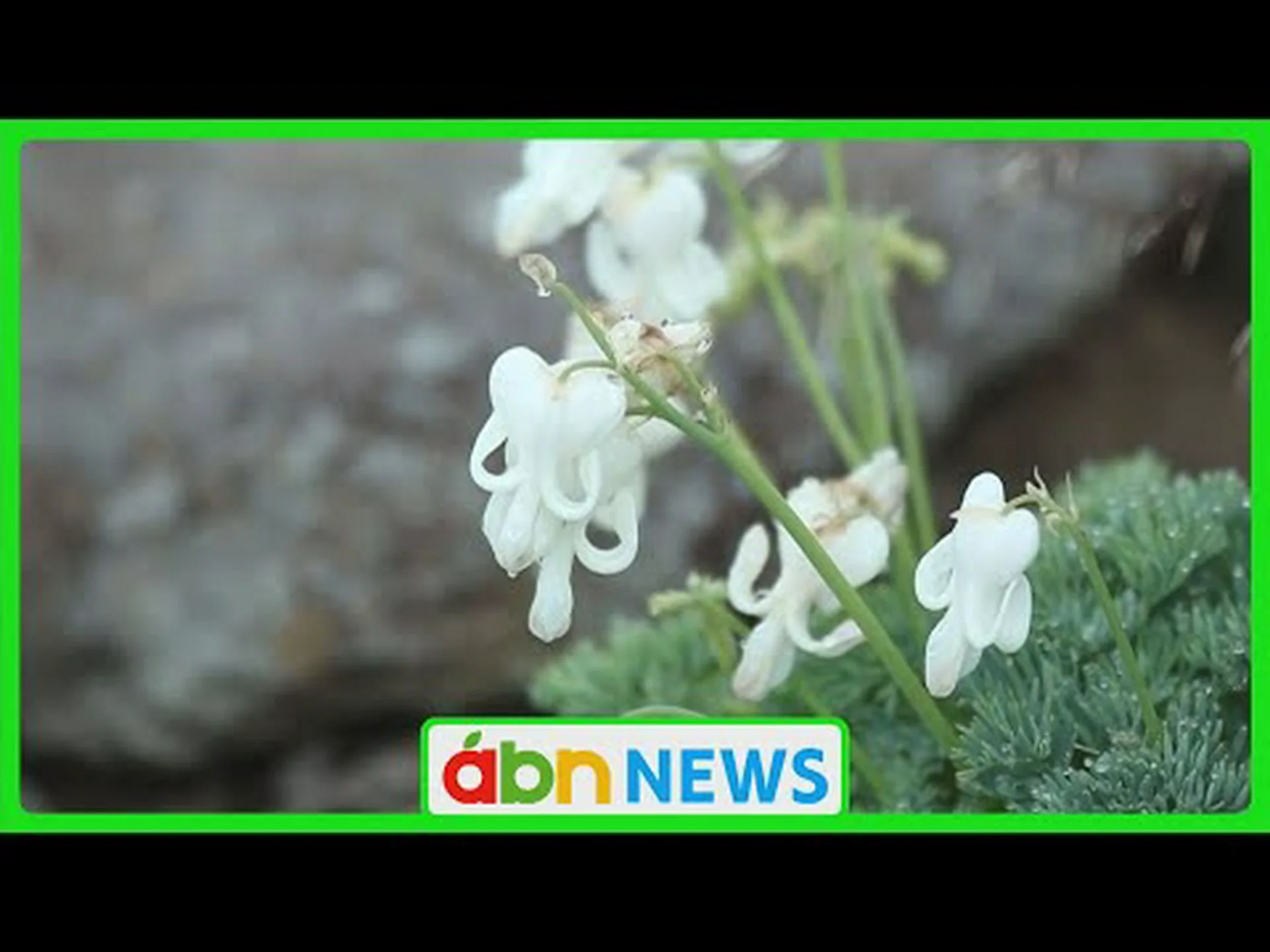 高山植物が「白い保護」を失う 高山植物が「白い保護」を失う