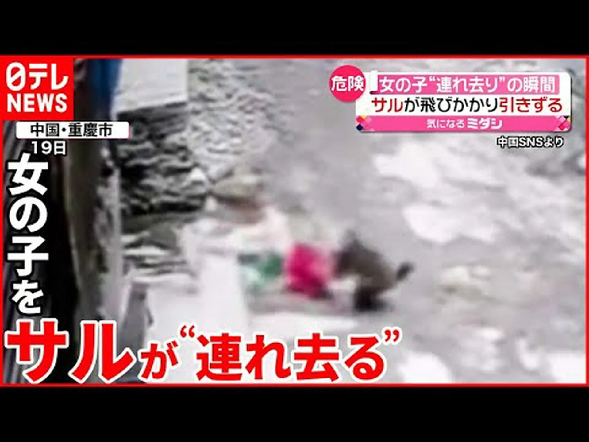 2 匹の母親を持つアカゲザル 2 匹の母親を持つアカゲザル