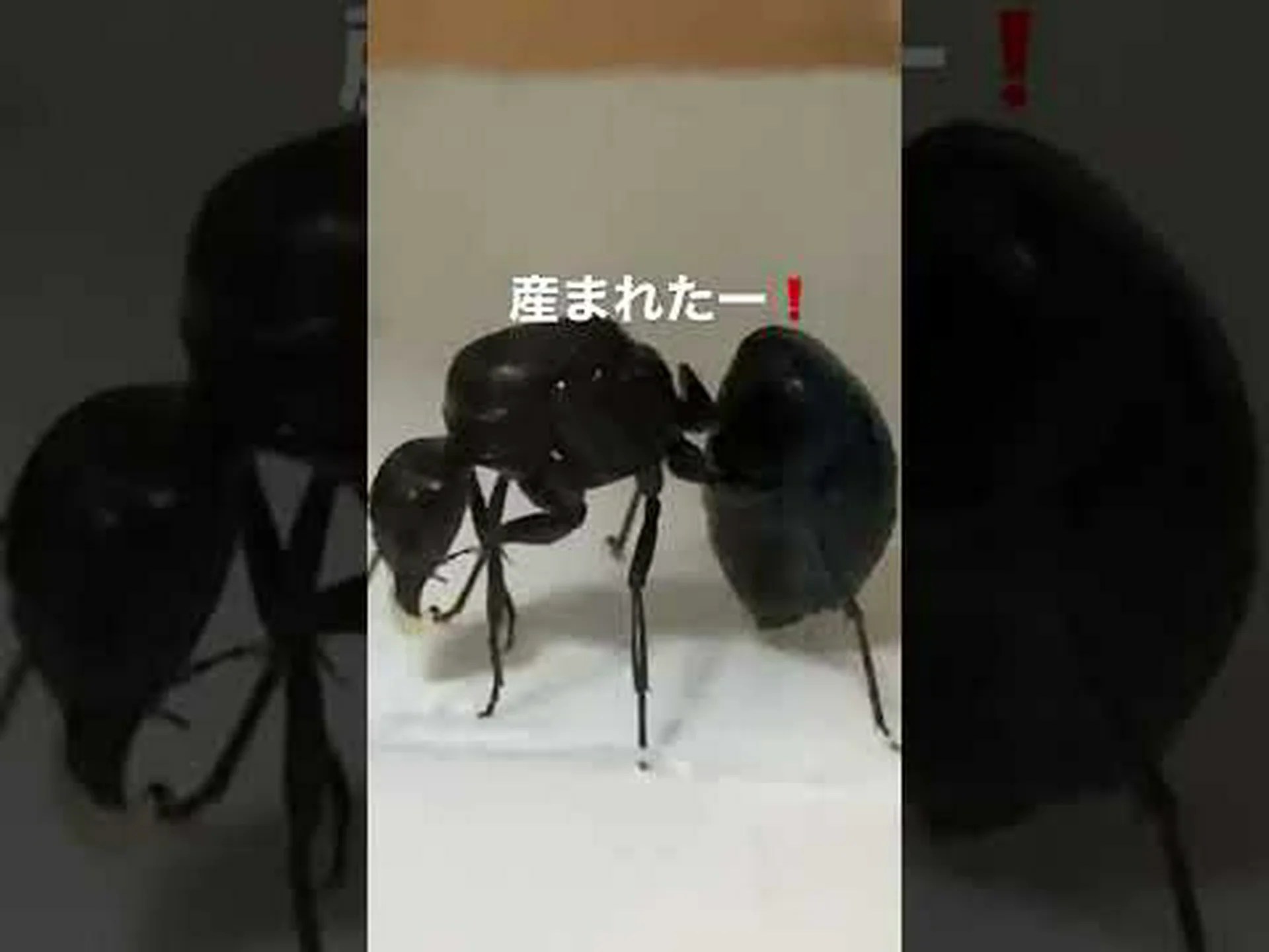 アリのタンデムと道中 アリのタンデムと道中