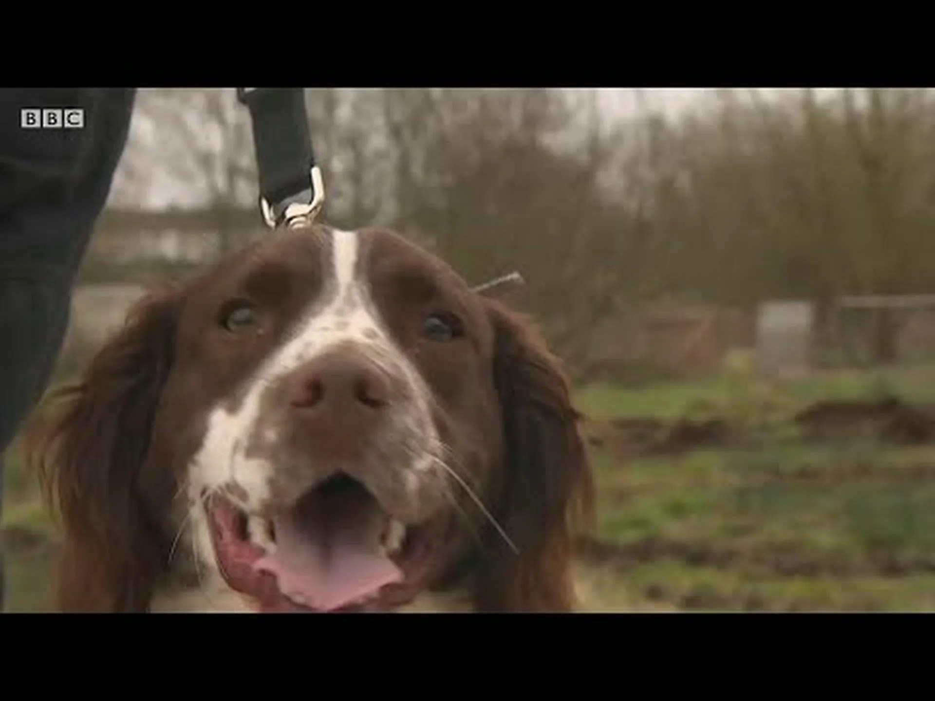 キタシロサイ:卵は最後の希望 キタシロサイ:卵は最後の希望