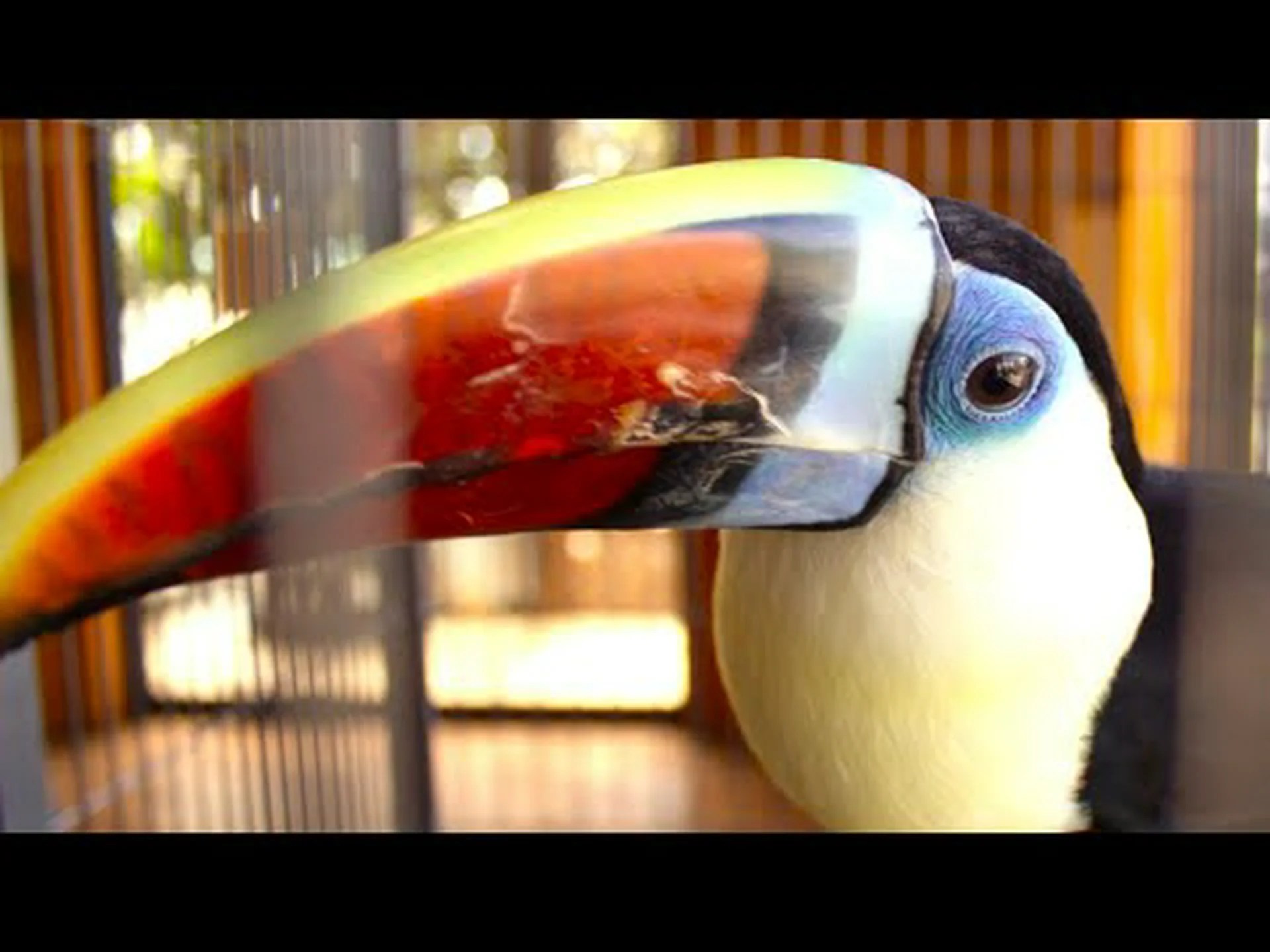 オオハシがひっくり返らない理由 オオハシがひっくり返らない理由