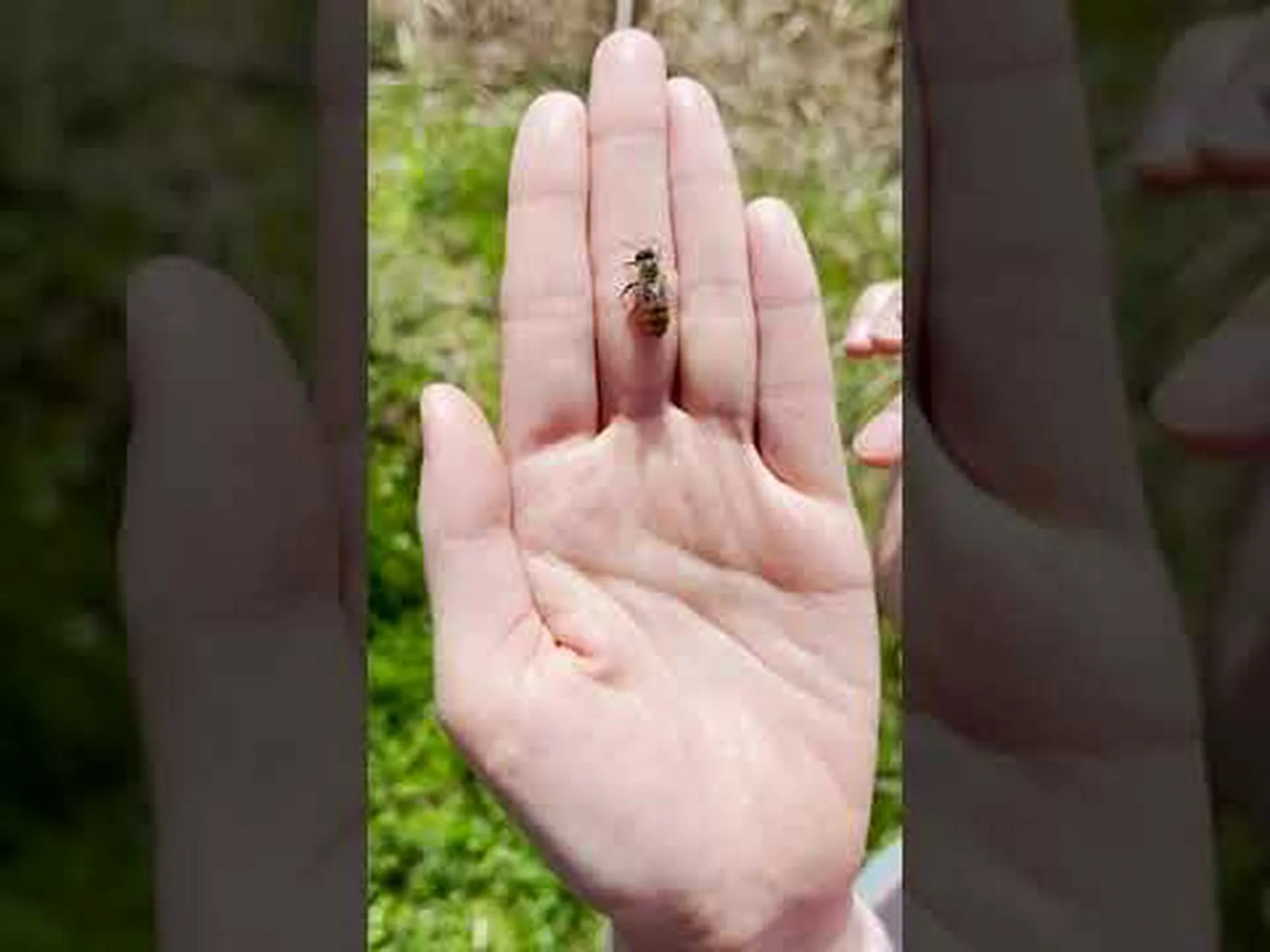 種の喪失はミツバチを不誠実にする 種の喪失はミツバチを不誠実にする