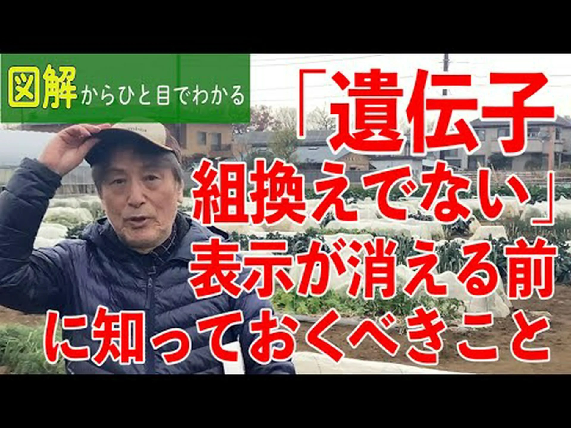 遺伝子組み換え昆虫を使った初の野外試験 遺伝子組み換え昆虫を使った初の野外試験