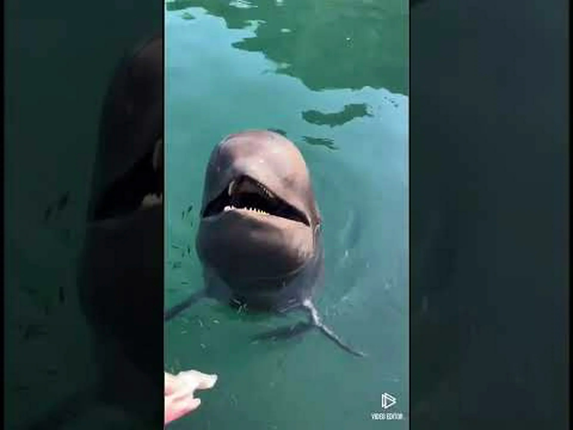 カメラを持ったアザラシが生物学者のために南極の氷の下に潜る カメラを持ったアザラシが生物学者のために南極の氷の下に潜る