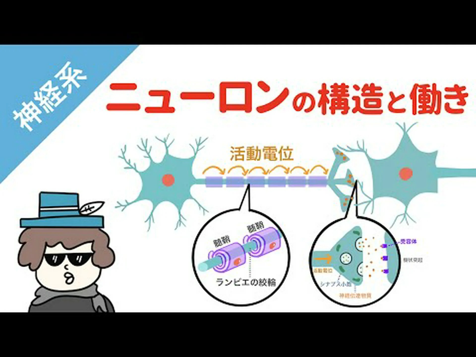 研究者は学習中に神経細胞を観察する 研究者は学習中に神経細胞を観察する