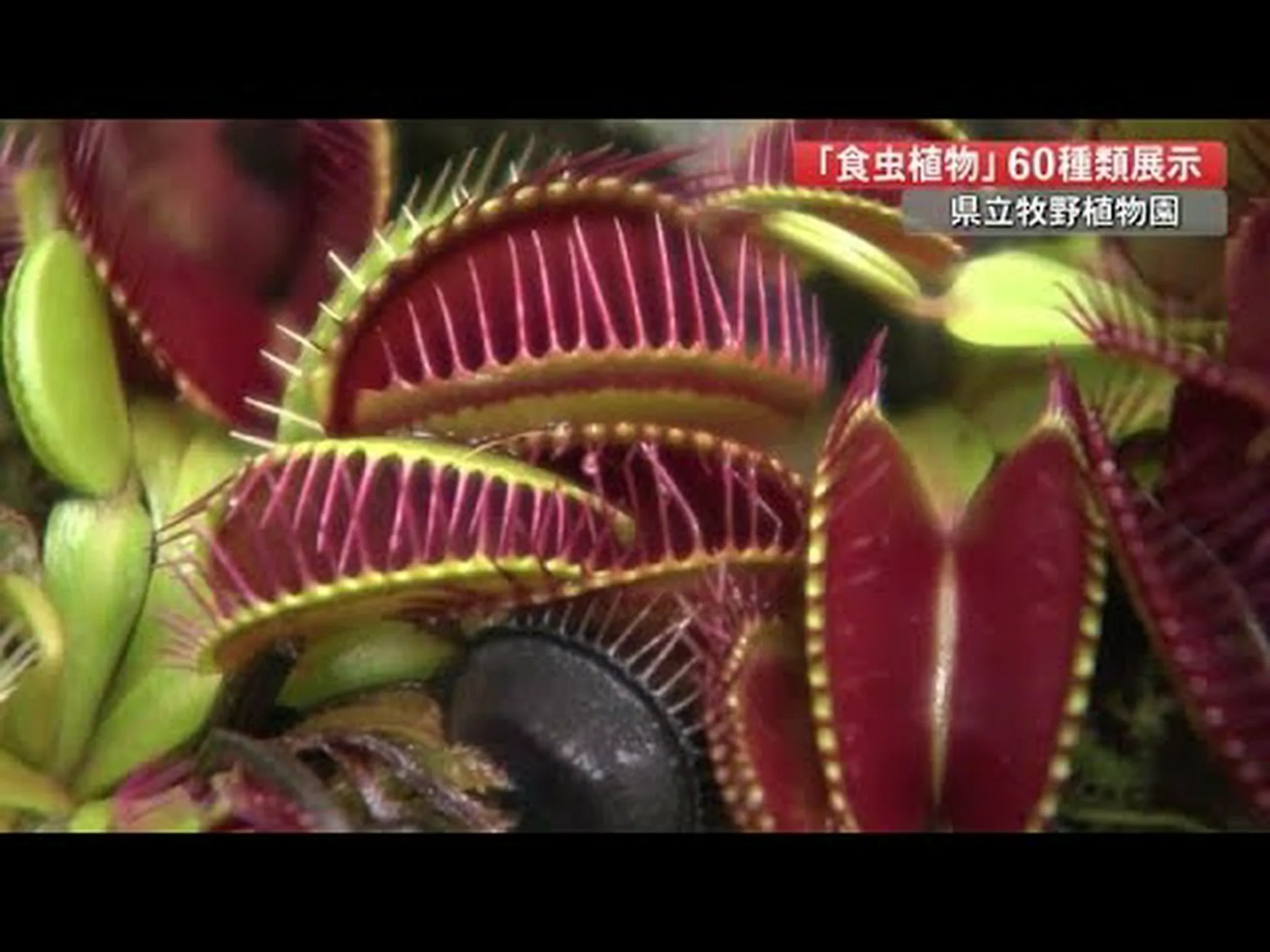 ミジンコは食虫植物に対して武装する ミジンコは食虫植物に対して武装する