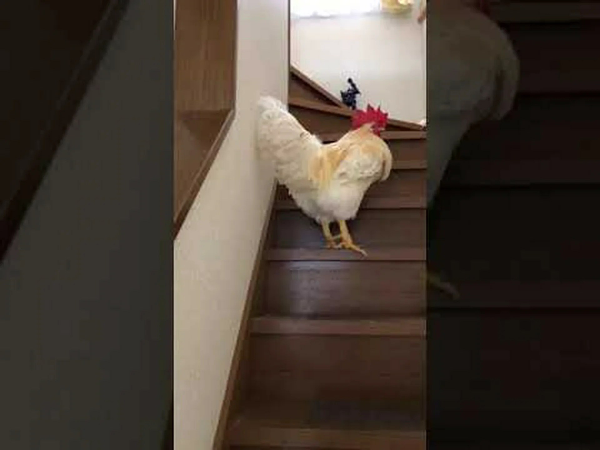 賢いニワトリ 賢いニワトリ