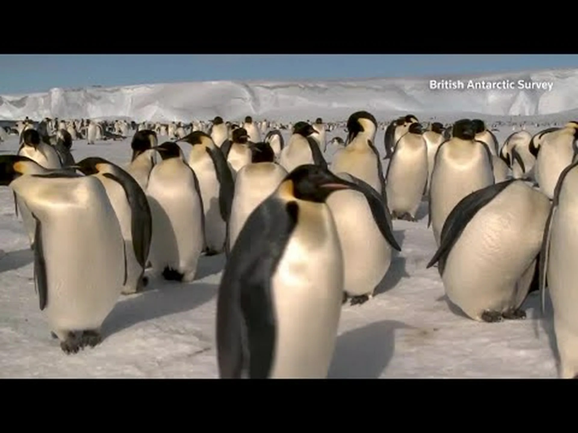 海氷の減少によりペンギンの雛が死亡 海氷の減少によりペンギンの雛が死亡