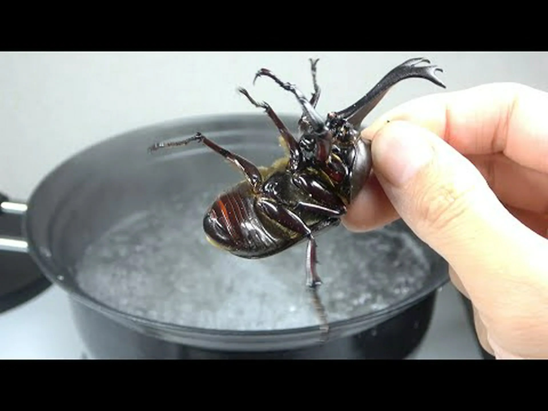 アンブロシアカブトムシは独自の食用菌を育てます アンブロシアカブトムシは独自の食用菌を育てます