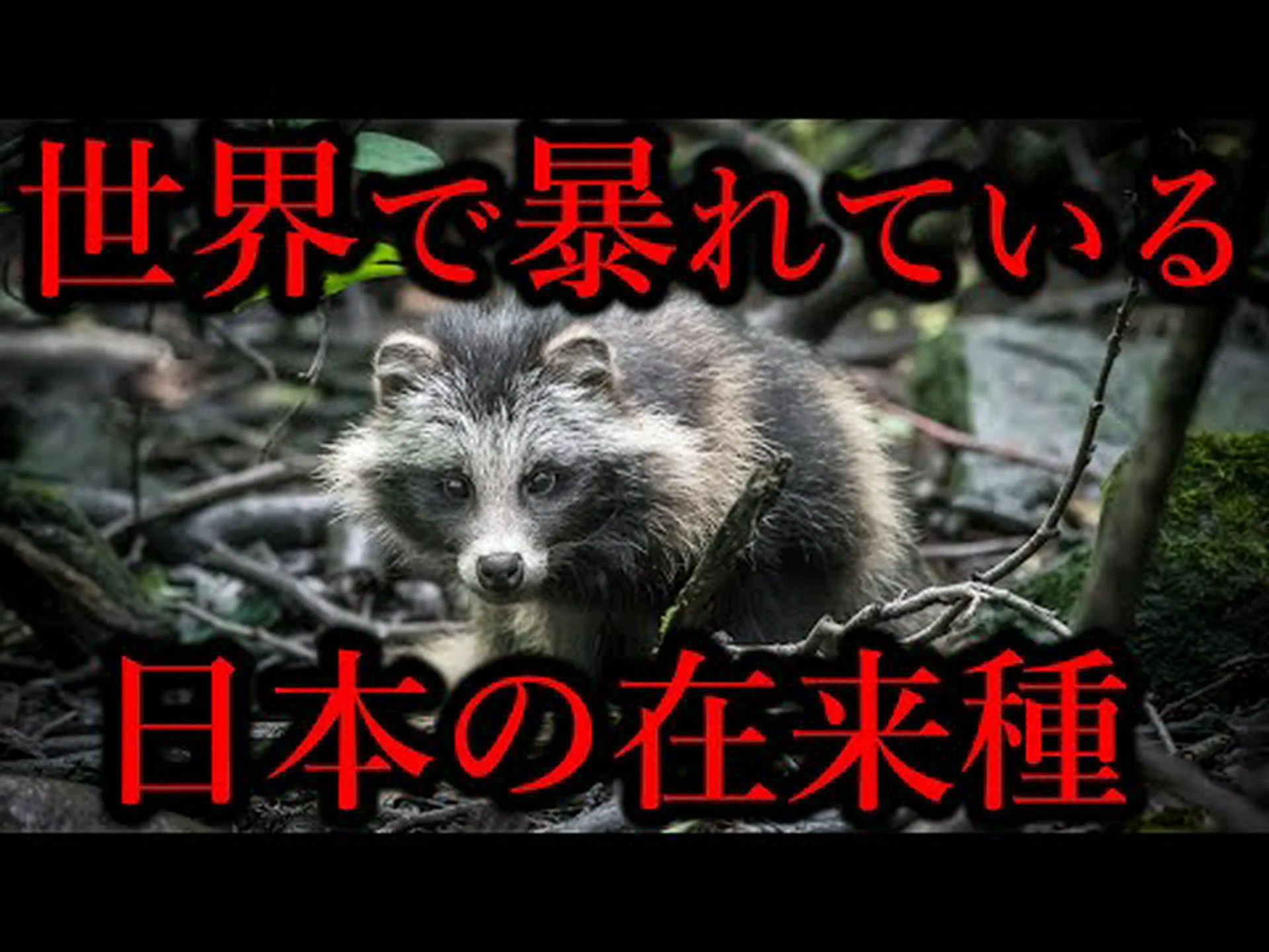 外来種のカニが英国と北米の生態系を脅かす 外来種のカニが英国と北米の生態系を脅かす