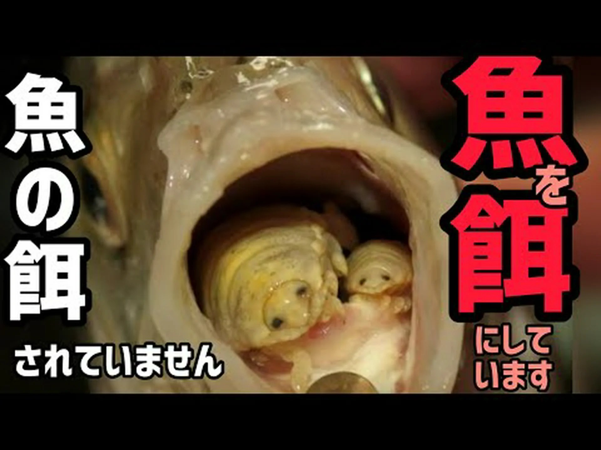 ベロの回虫 ベロの回虫