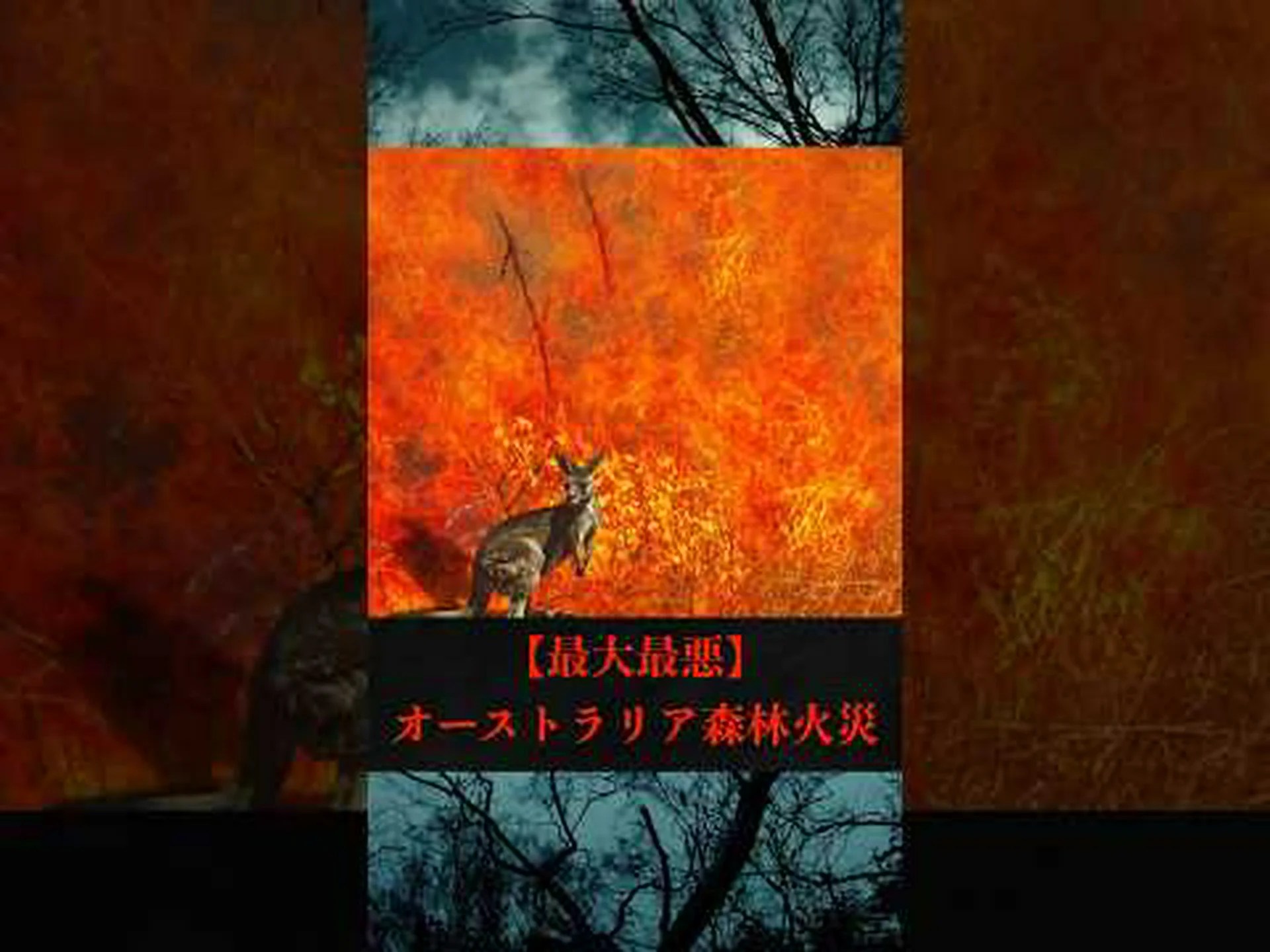 海洋肥料としての森林火災 海洋肥料としての森林火災