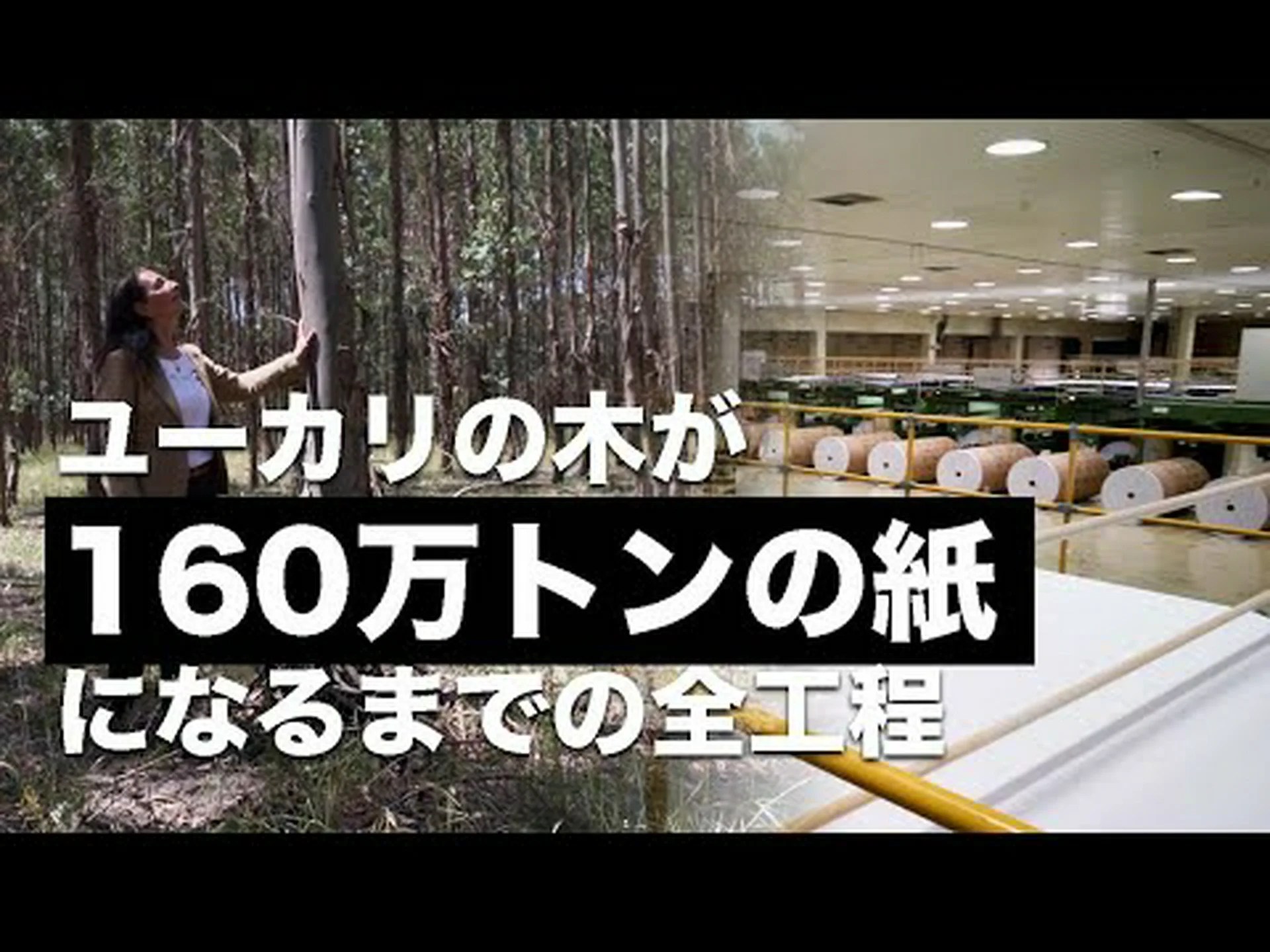 木の皮から作れるものはすべて 木の皮から作れるものはすべて