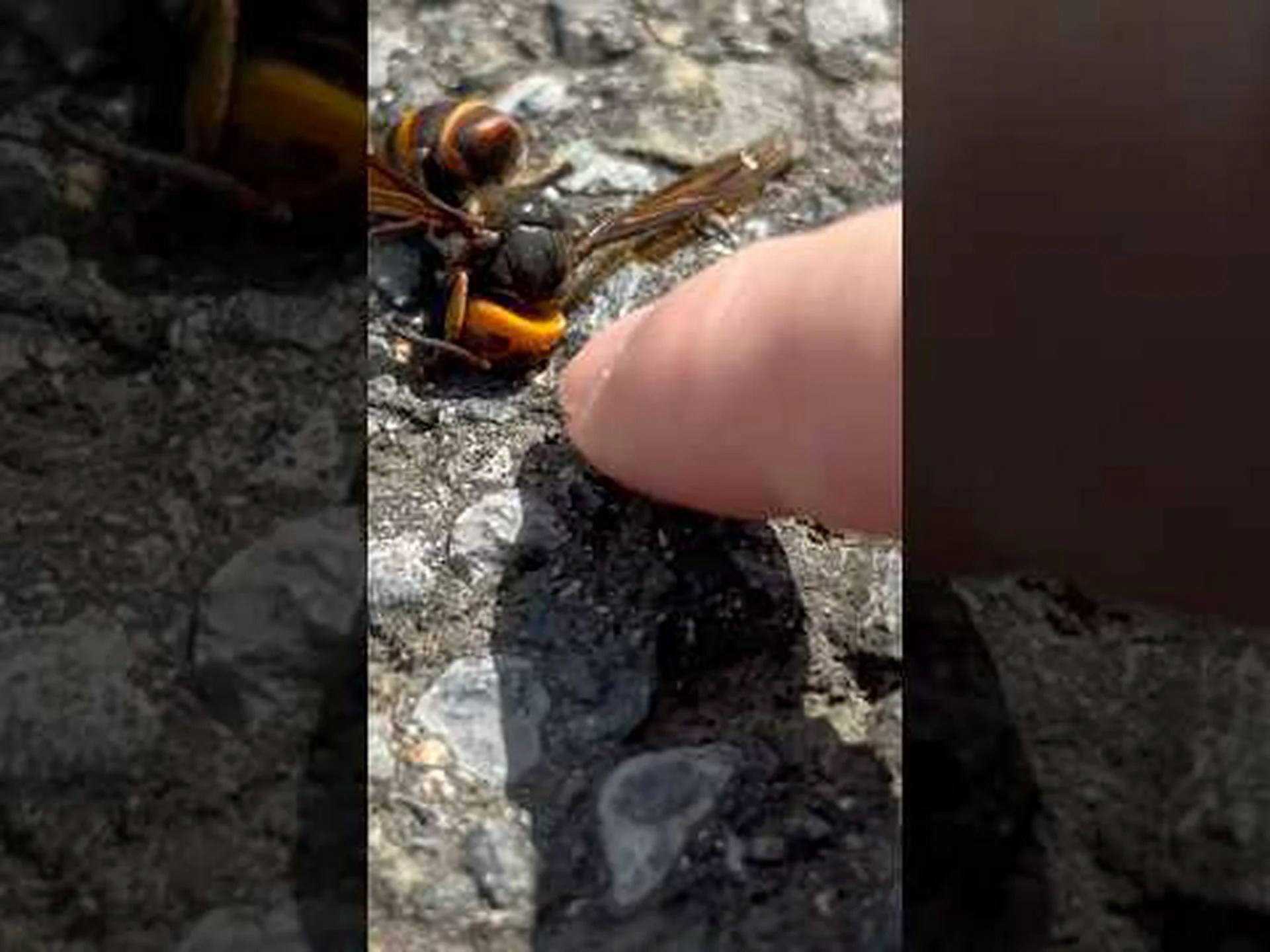 スズメバチマスター精神転移 スズメバチマスター精神転移