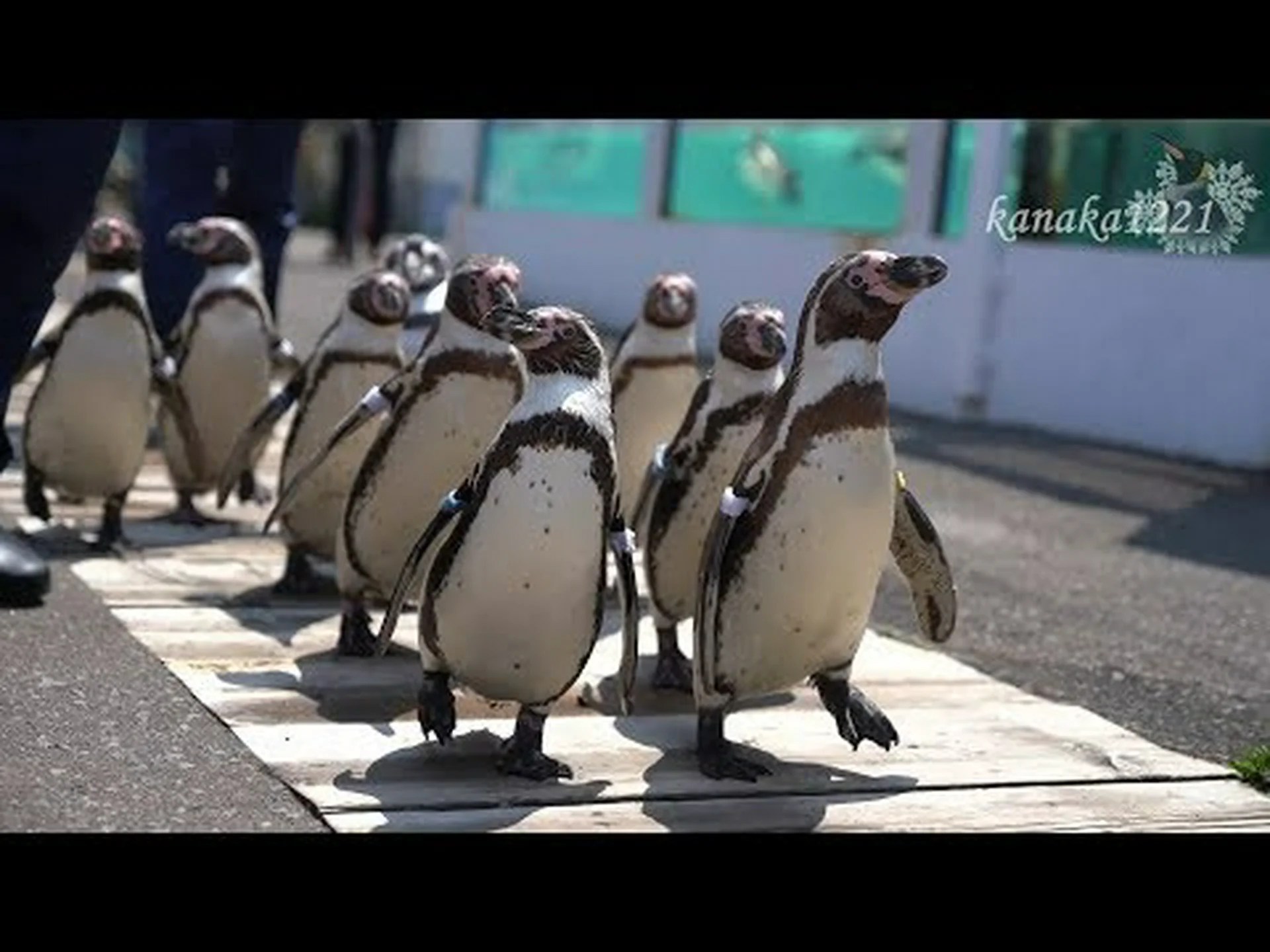 ペンギンがいっぱい ペンギンがいっぱい