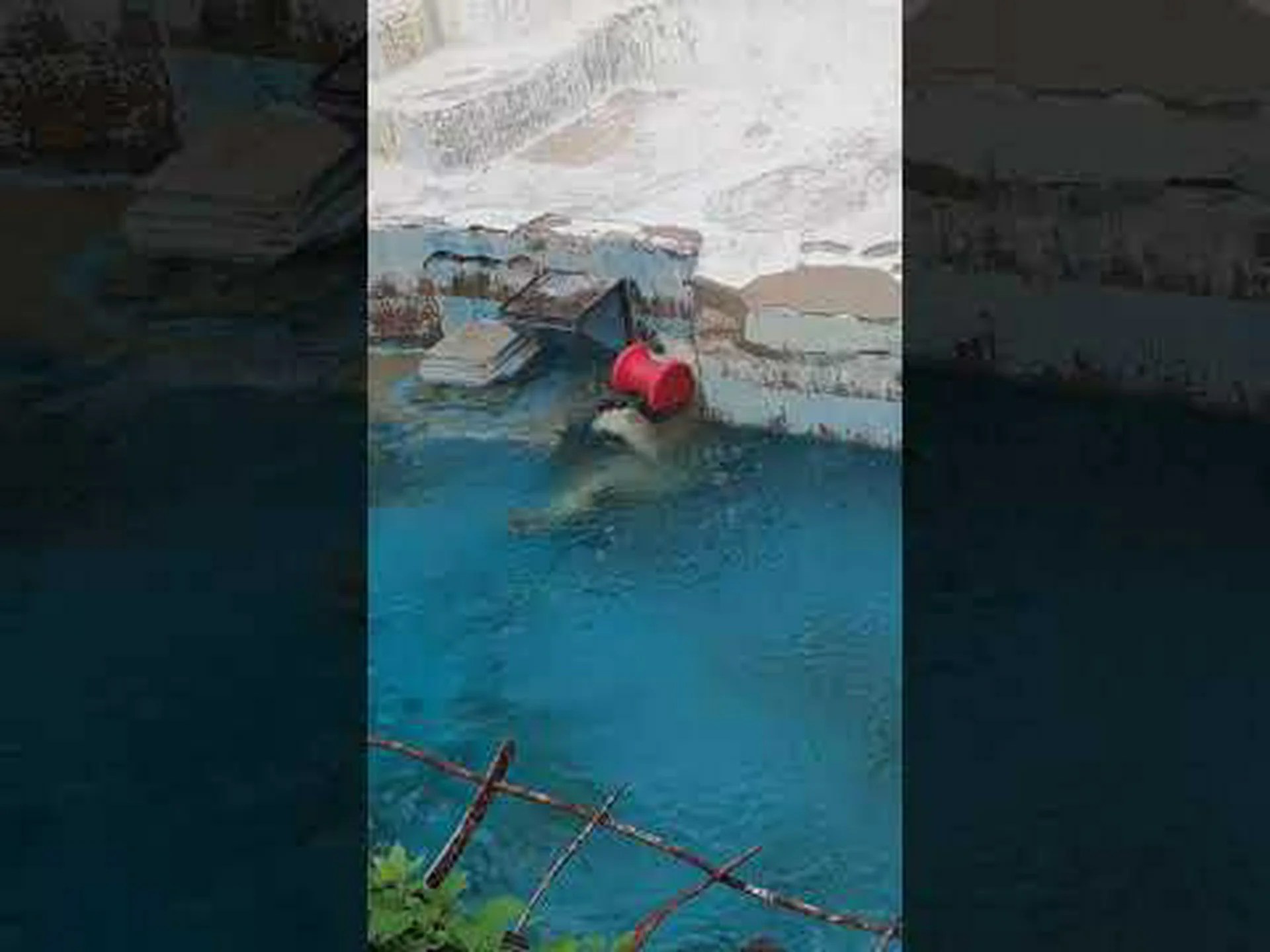 ホッキョクグマの生息地が溶けつつある ホッキョクグマの生息地が溶けつつある