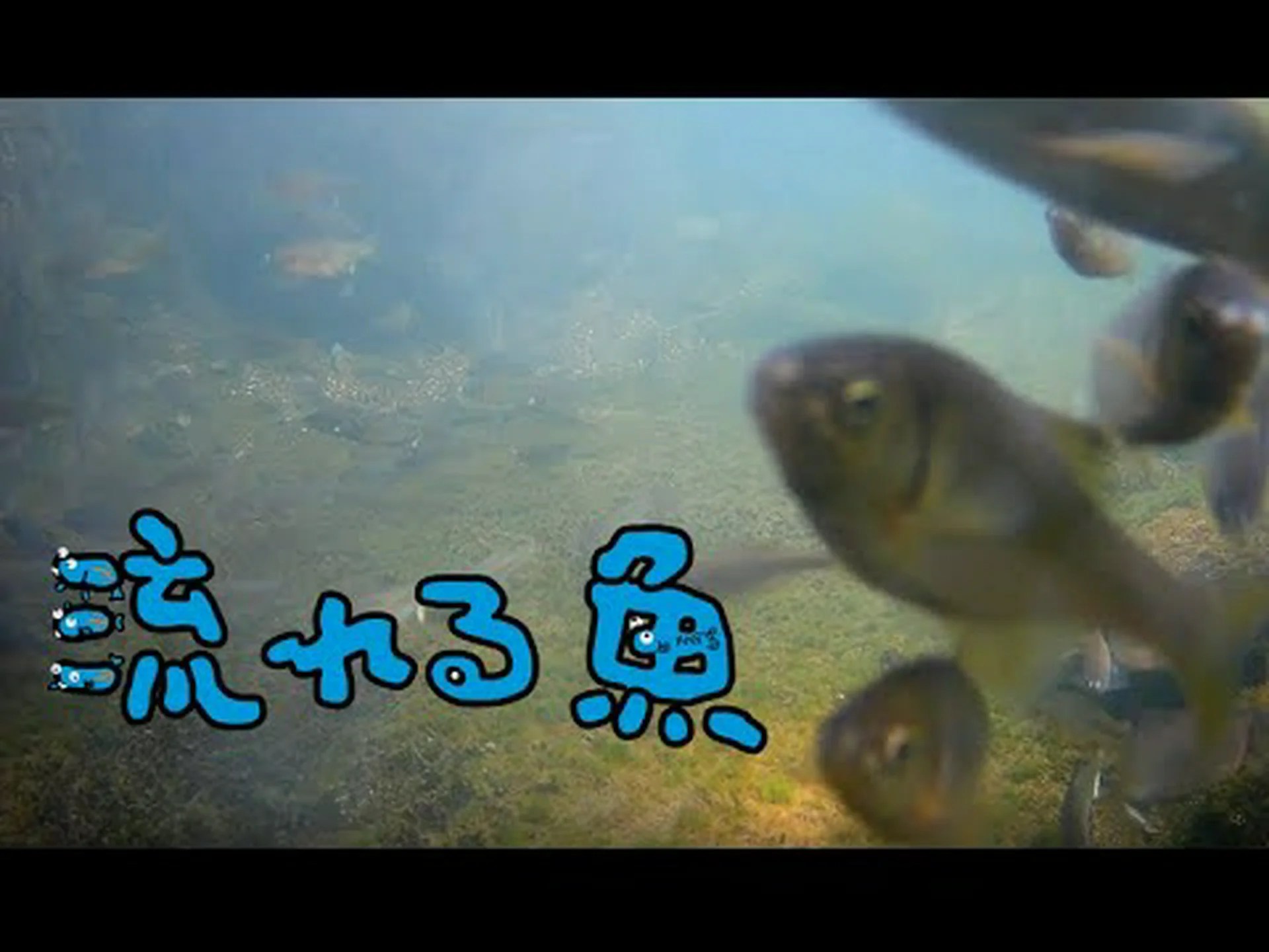 魚が流れに乗って泳ぐように 魚が流れに乗って泳ぐように