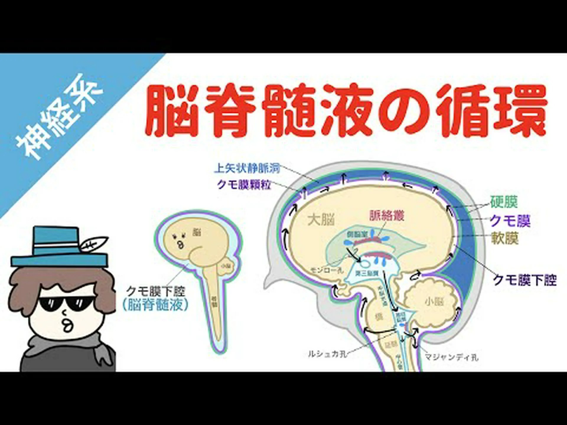 骨髄から脳まで 骨髄から脳まで