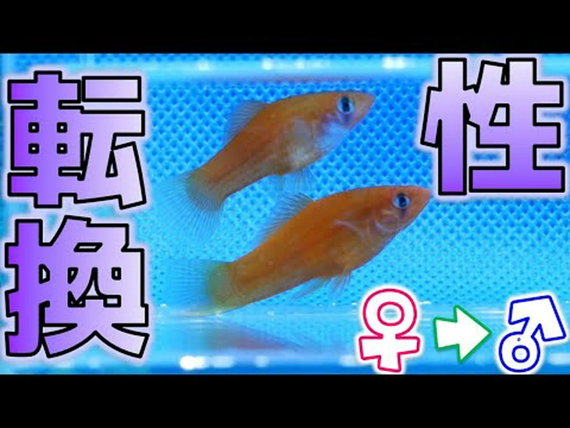 ソードテールのオスはUVパターンで身を飾ります ソードテールのオスはUVパターンで身を飾ります