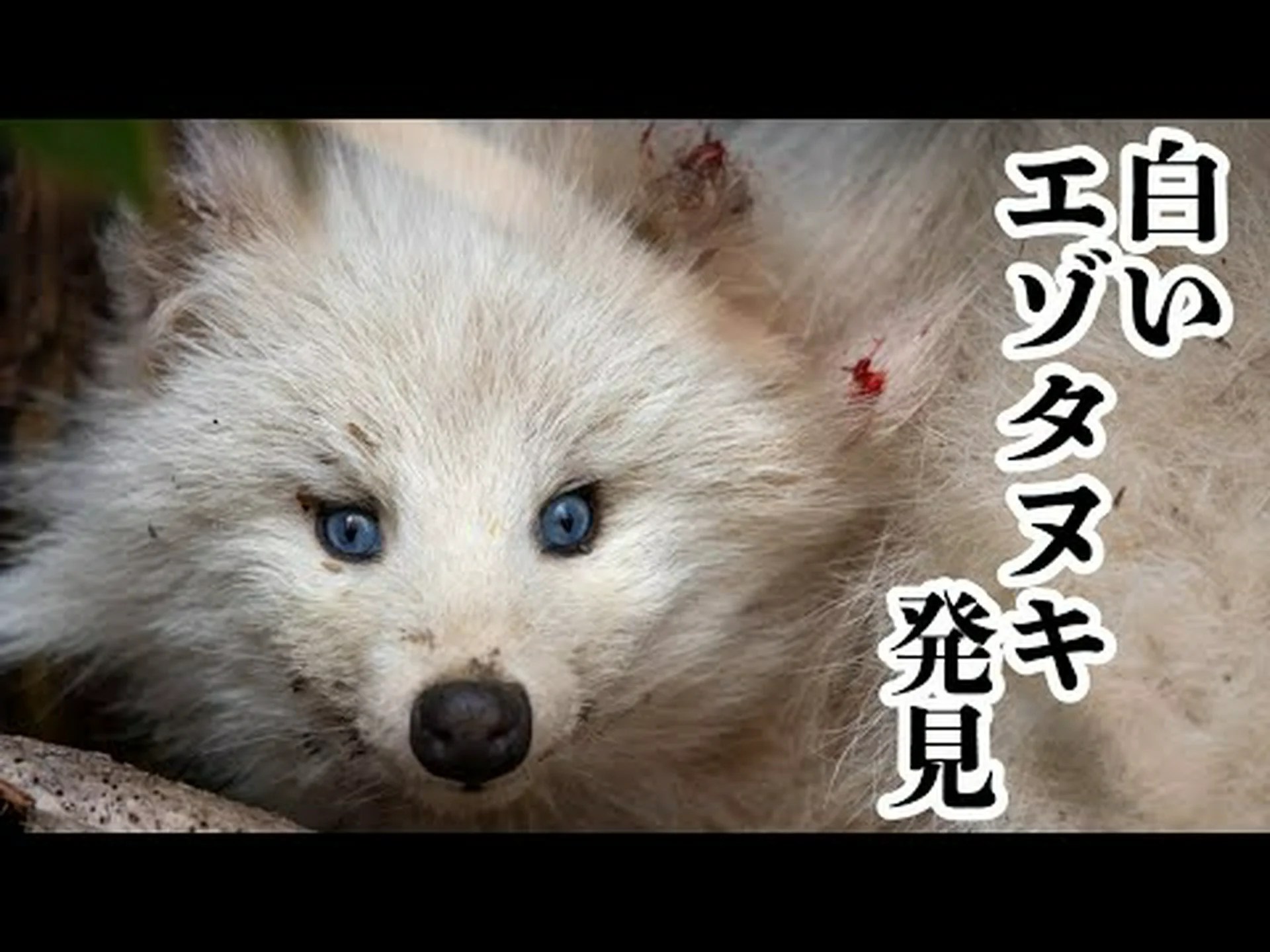 神秘的な白 神秘的な白