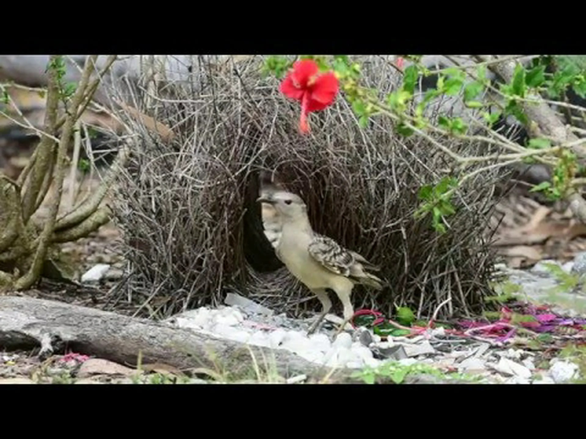 賢いニワシドリは求愛ディスプレイでより成功する 賢いニワシドリは求愛ディスプレイでより成功する