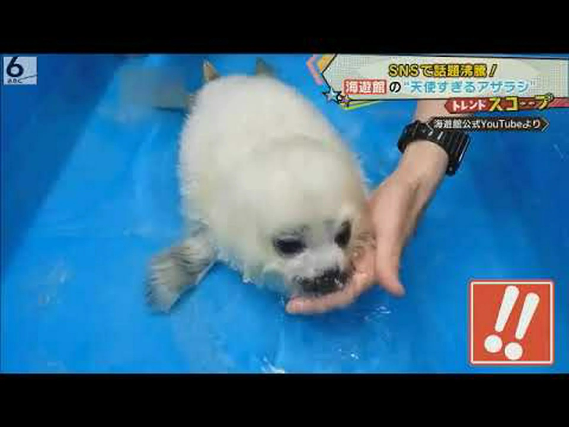 温水で泳ぐ小さなゾウアザラシの赤ちゃん 温水で泳ぐ小さなゾウアザラシの赤ちゃん