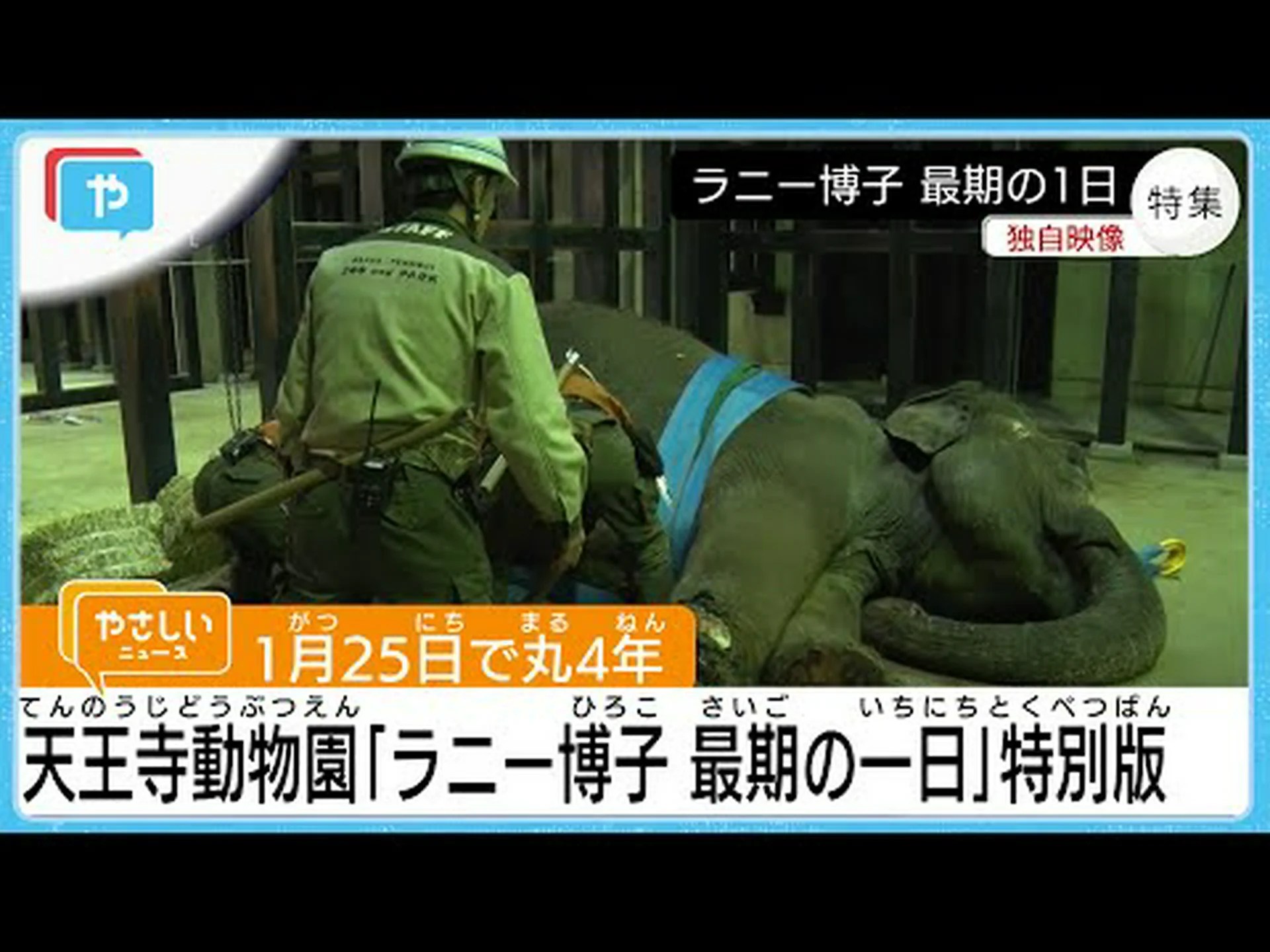 コートジボワールにはもうすぐゾウがいなくなる? コートジボワールにはもうすぐゾウがいなくなる?