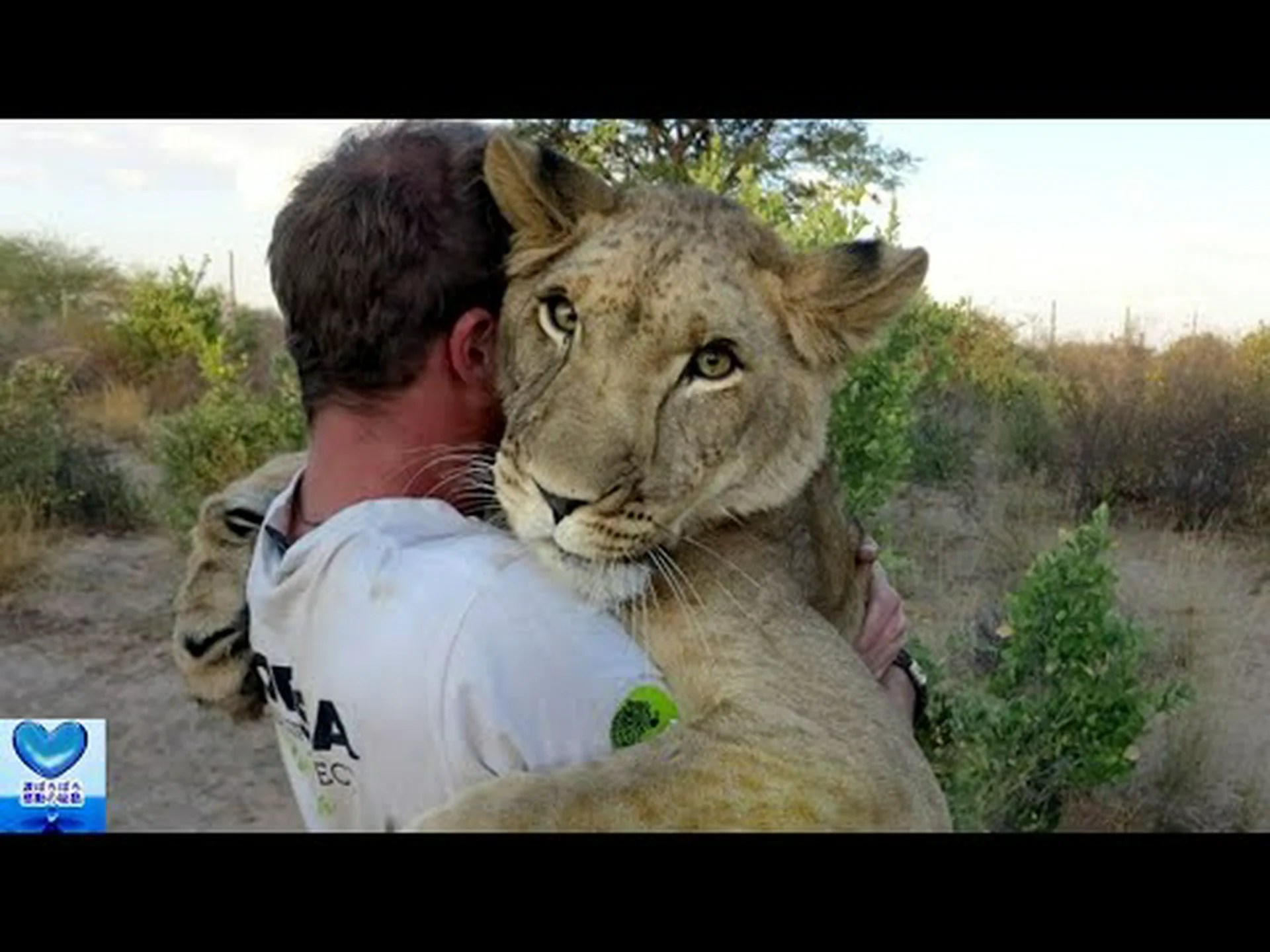 ライオン保護のための新たな洞察 ライオン保護のための新たな洞察