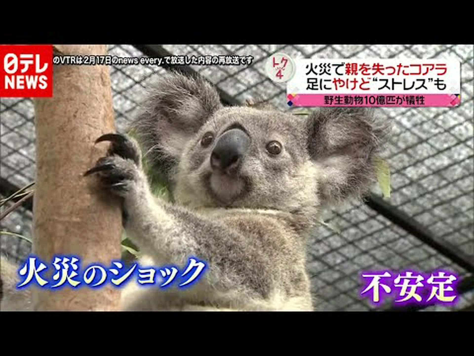 危機に瀕するコアラ 危機に瀕するコアラ