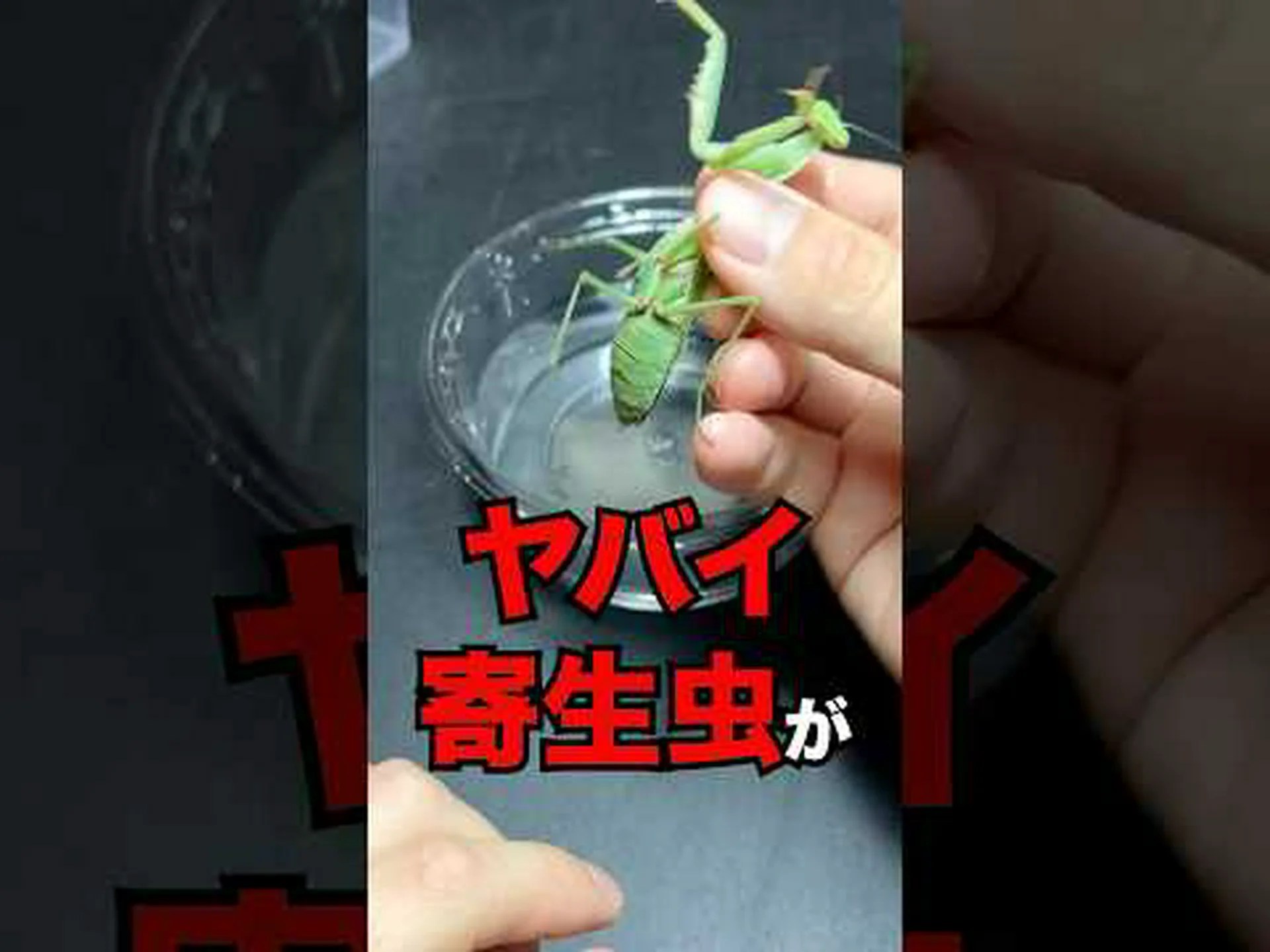 貴重な寄生虫 貴重な寄生虫