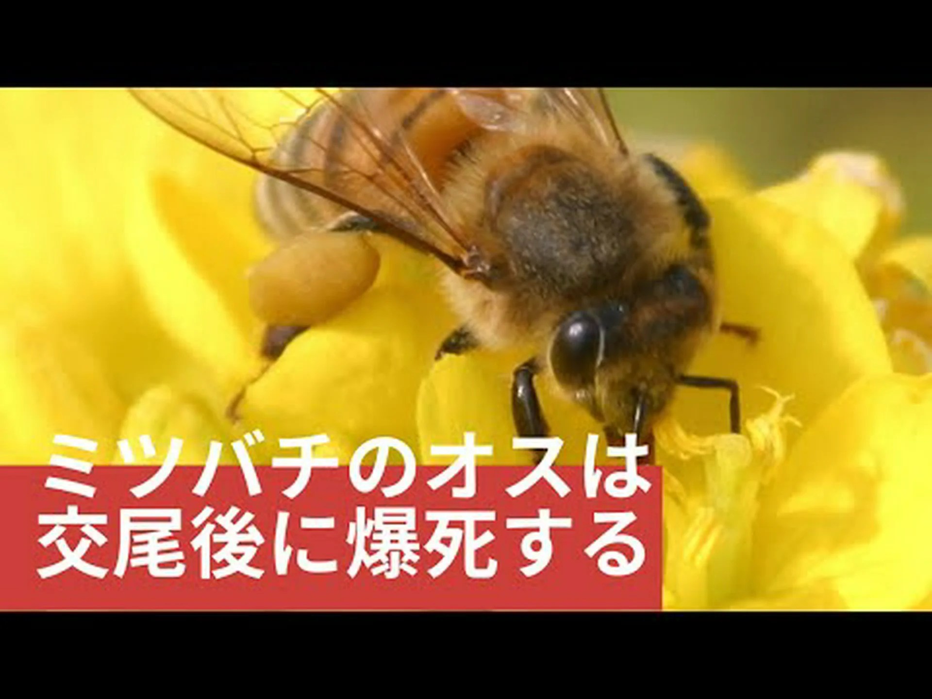 農薬は雄ミツバチの魅力を低下させる 農薬は雄ミツバチの魅力を低下させる