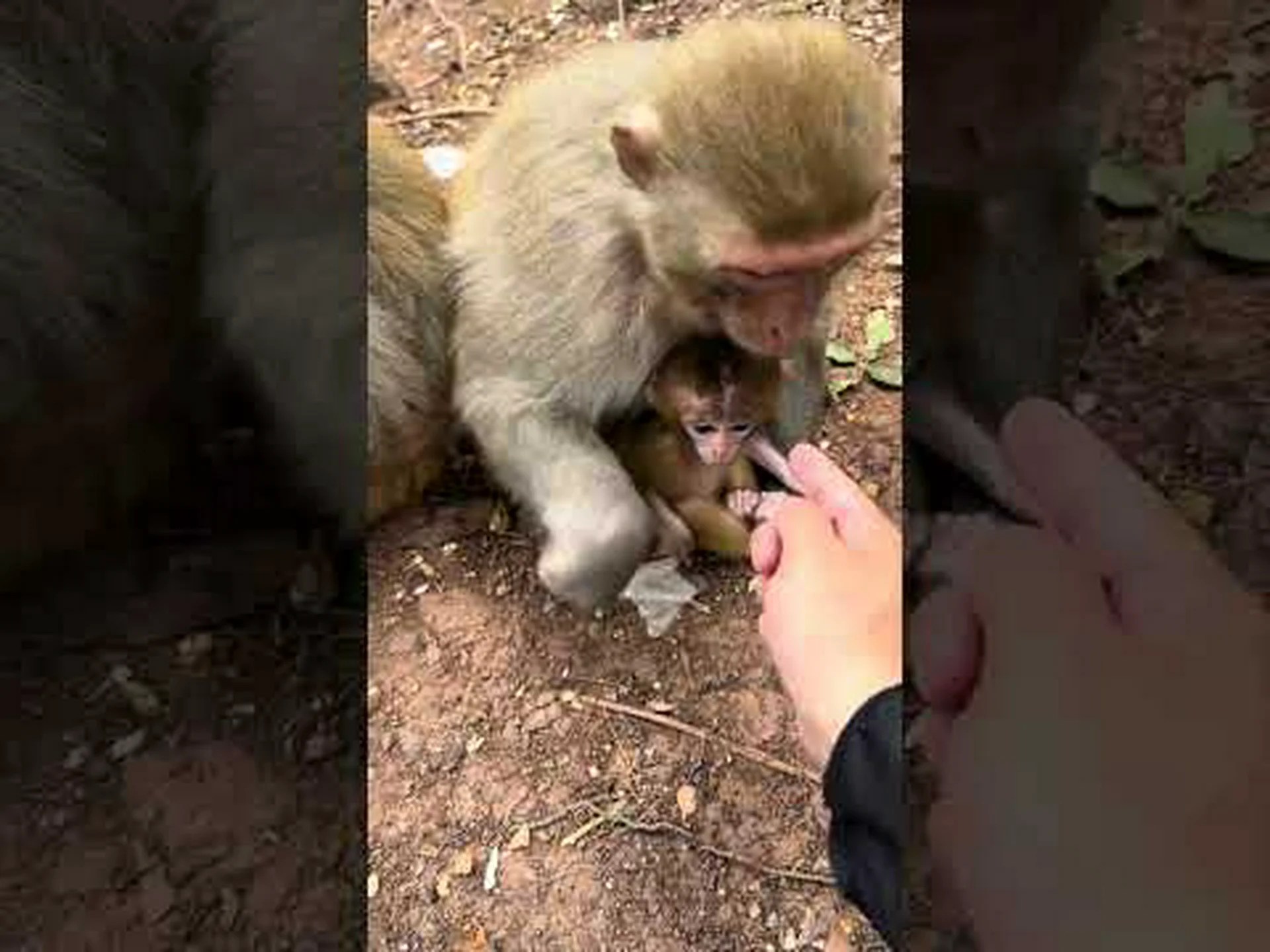 寛大なサル 寛大なサル