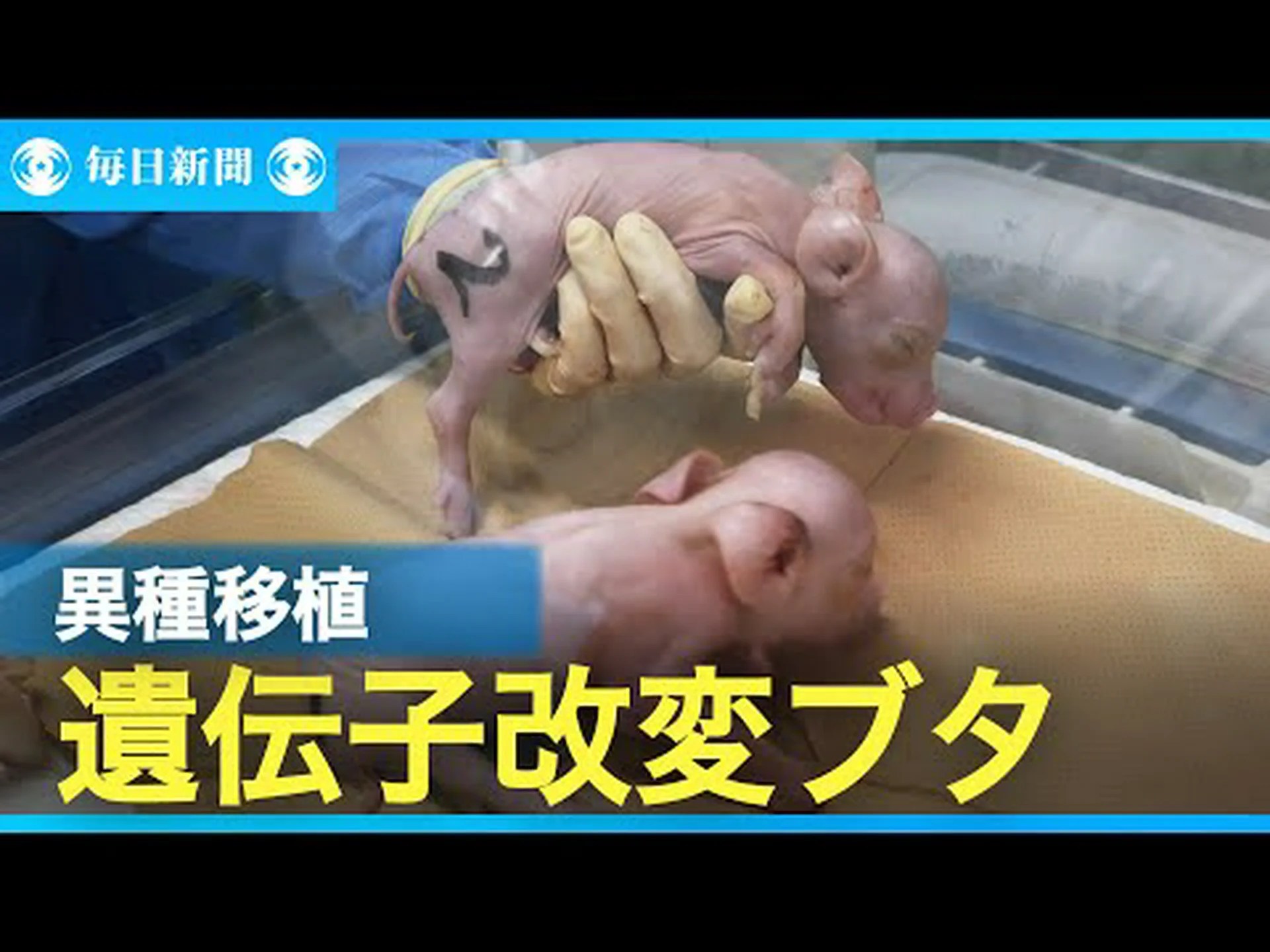 英国の研究者が初めて遺伝子組み換え豚のクローンを作成 英国の研究者が初めて遺伝子組み換え豚のクローンを作成