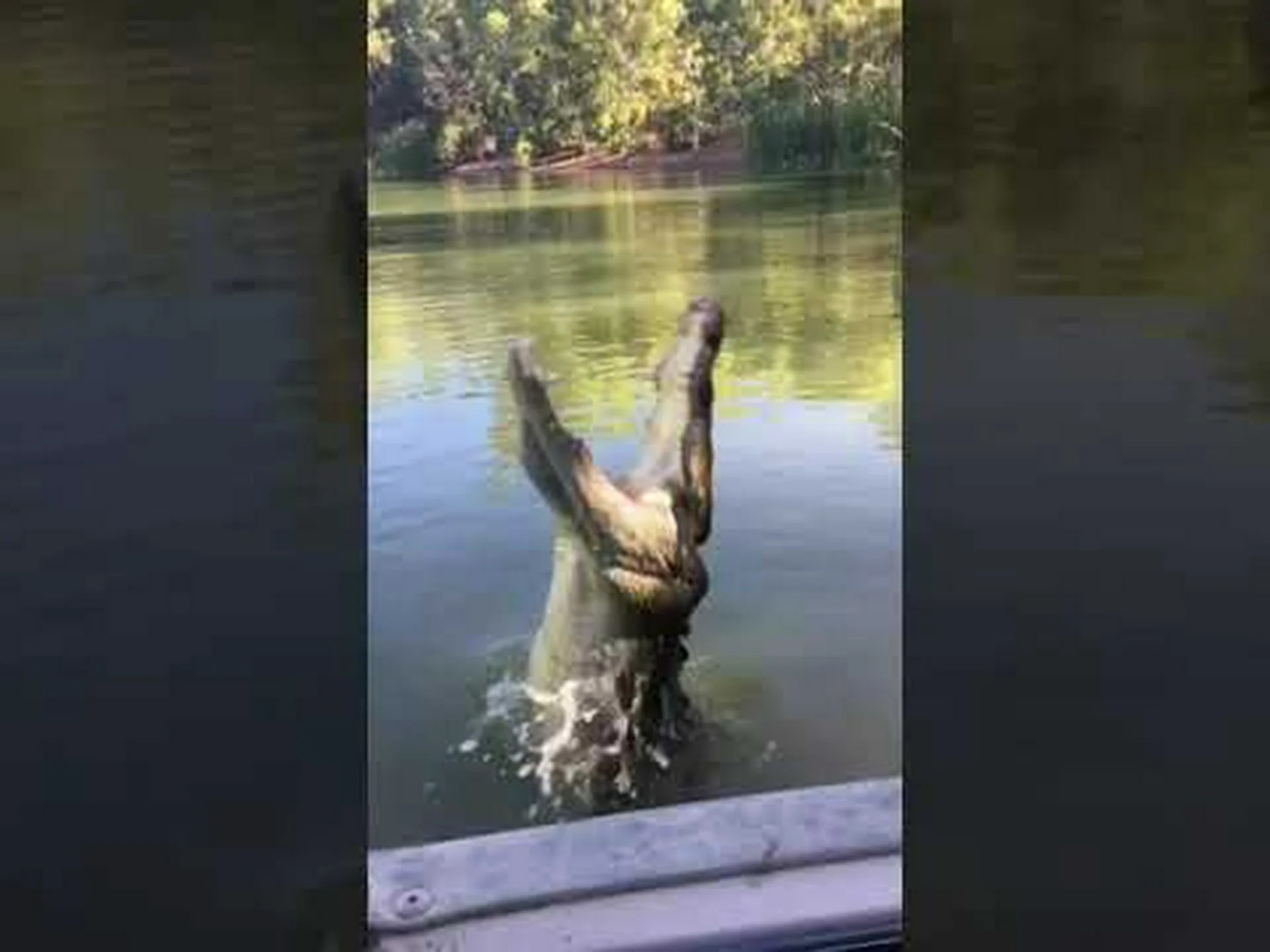 サーフィンのワニ サーフィンのワニ