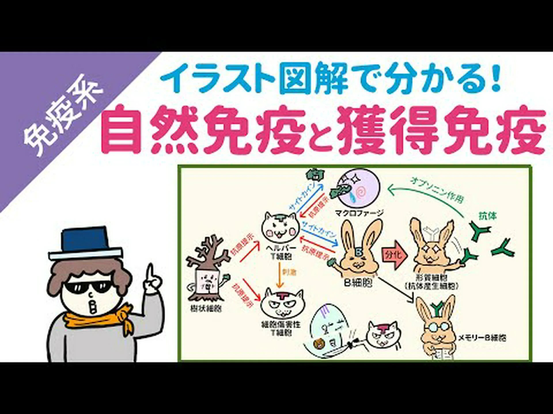免疫系の命令により、粘膜の細胞が細菌を殺す 免疫系の命令により、粘膜の細胞が細菌を殺す