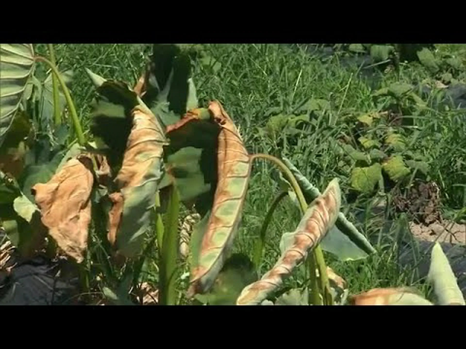 アルプス:植物のせいで水不足が深刻化 アルプス:植物のせいで水不足が深刻化