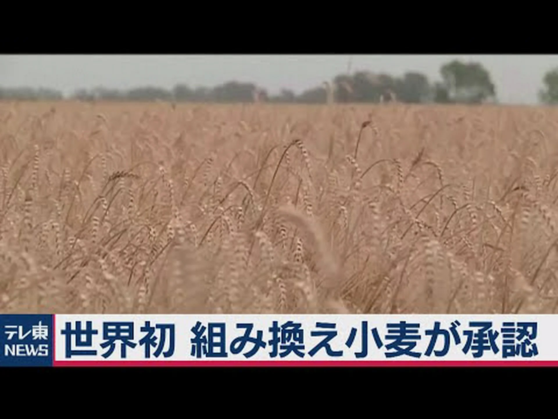 植物の乳搾り?遺伝子組み換え植物が朝露とともに目的のタンパク質を分泌 植物の乳搾り?遺伝子組み換え植物が朝露とともに目的のタンパク質を分泌