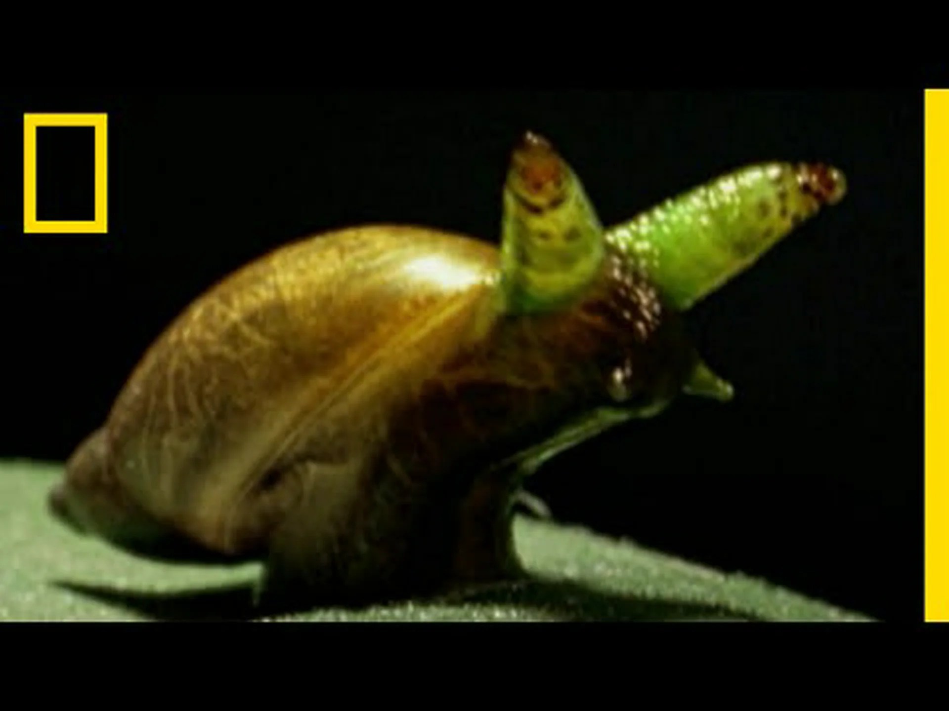 白亜紀のカタツムリの生きた出産 白亜紀のカタツムリの生きた出産