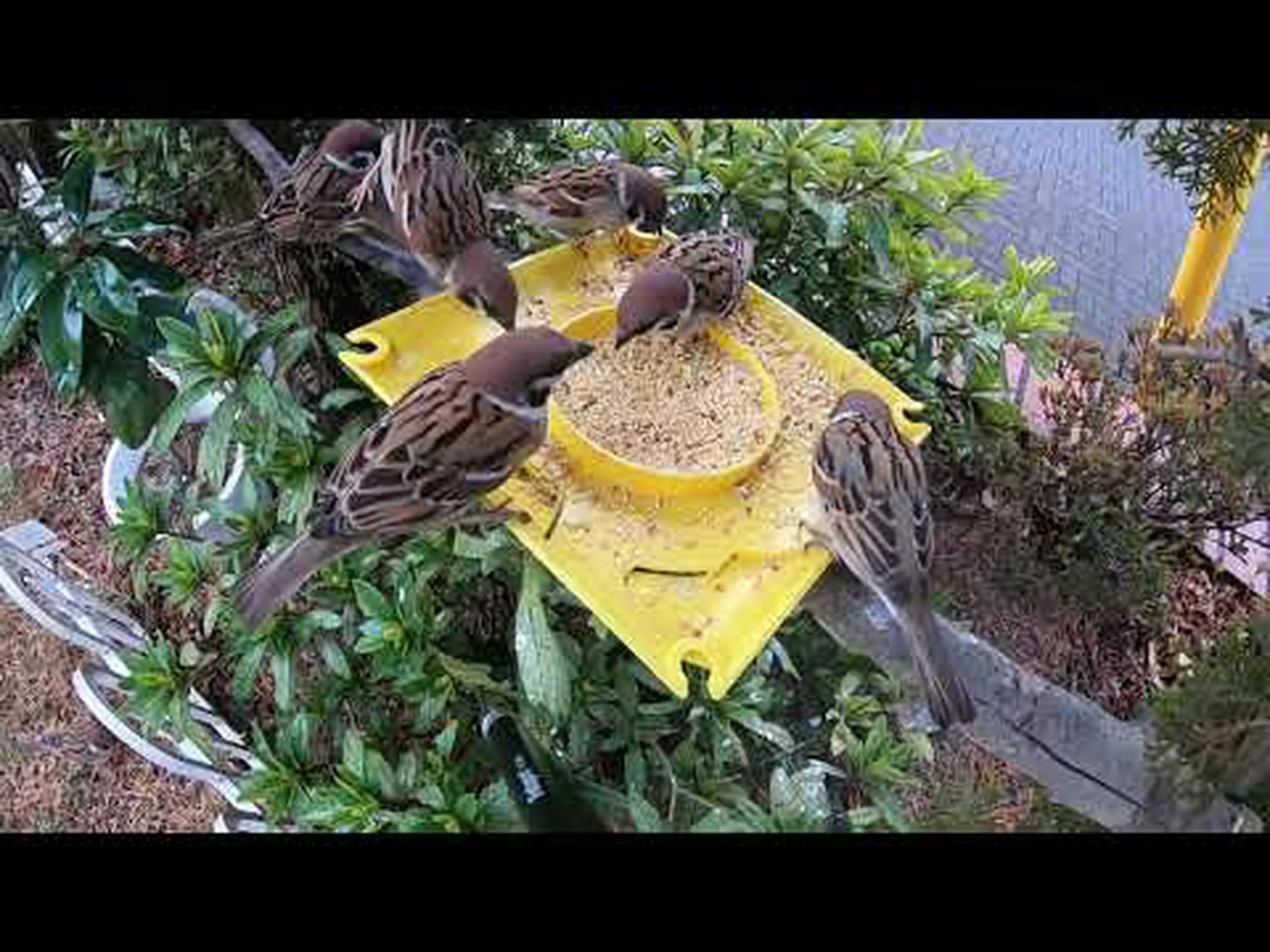 経験豊富な野鳥観察者が素人よりも早くスズメを認識できる理由をニューロンが解明 経験豊富な野鳥観察者が素人よりも早くスズメを認識できる理由をニューロンが解明