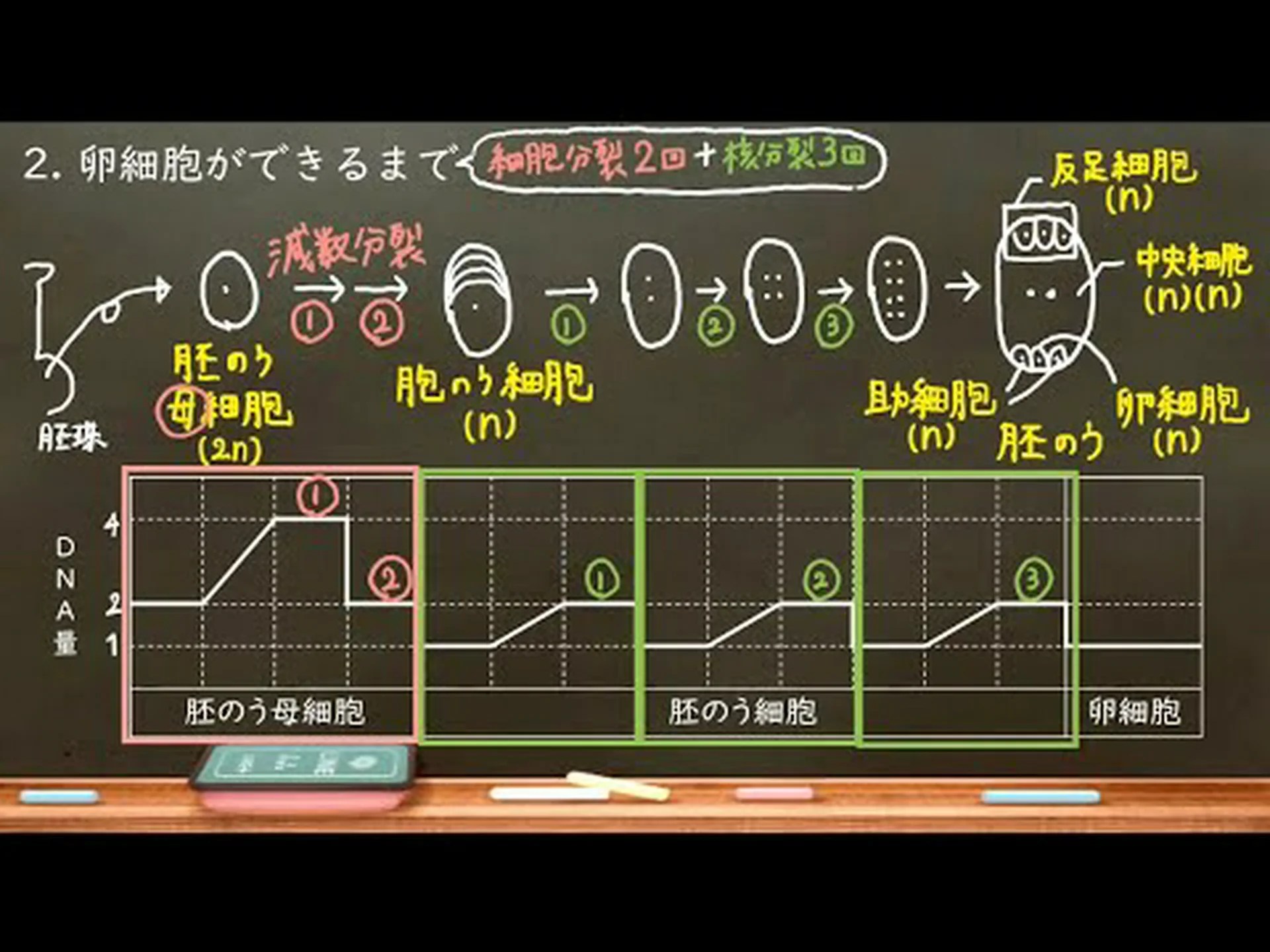 細胞壁の分子が植物の成長を調節する 細胞壁の分子が植物の成長を調節する