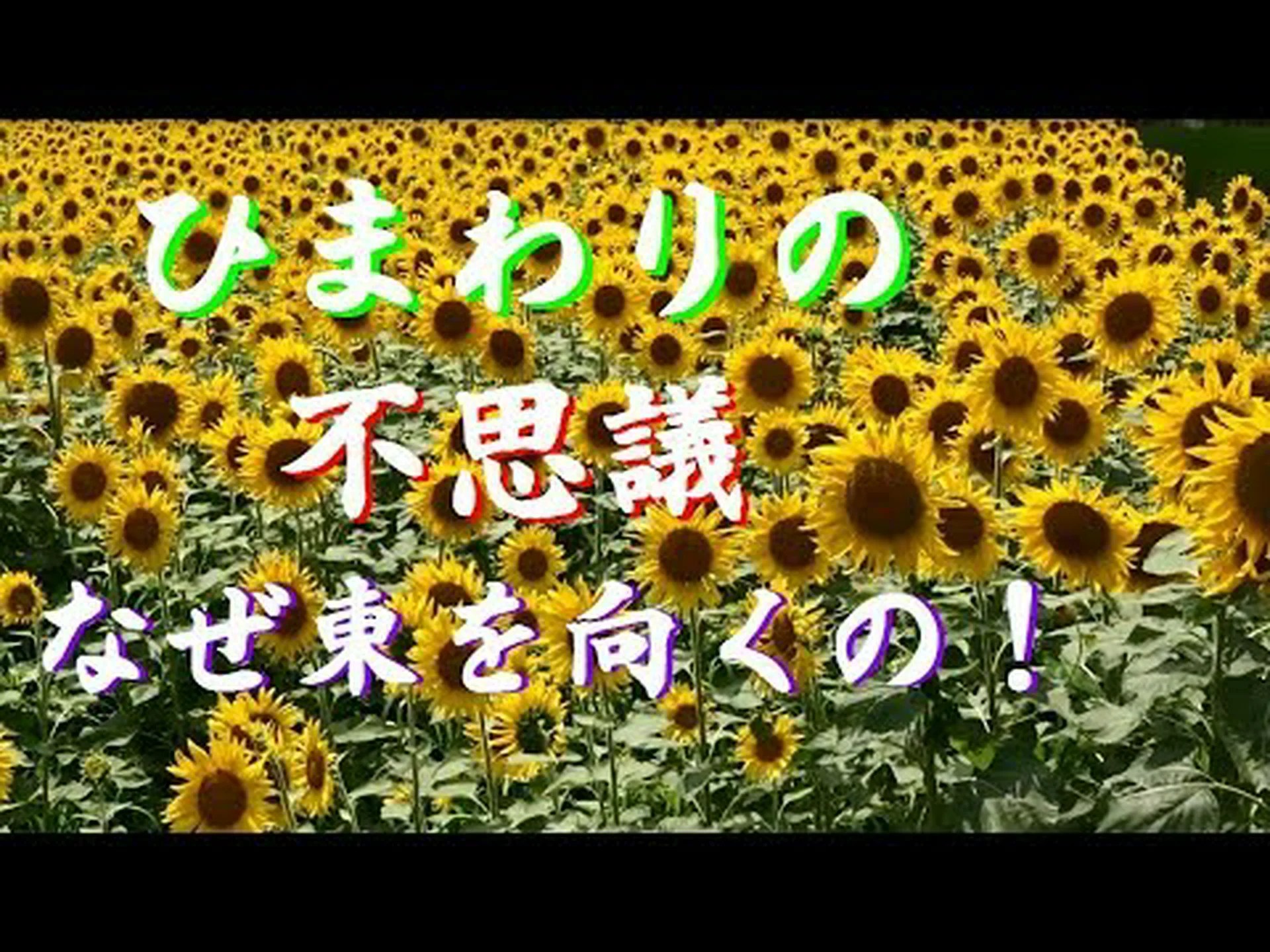 ひまわりはなぜ東を向くのですか? ひまわりはなぜ東を向くのですか?