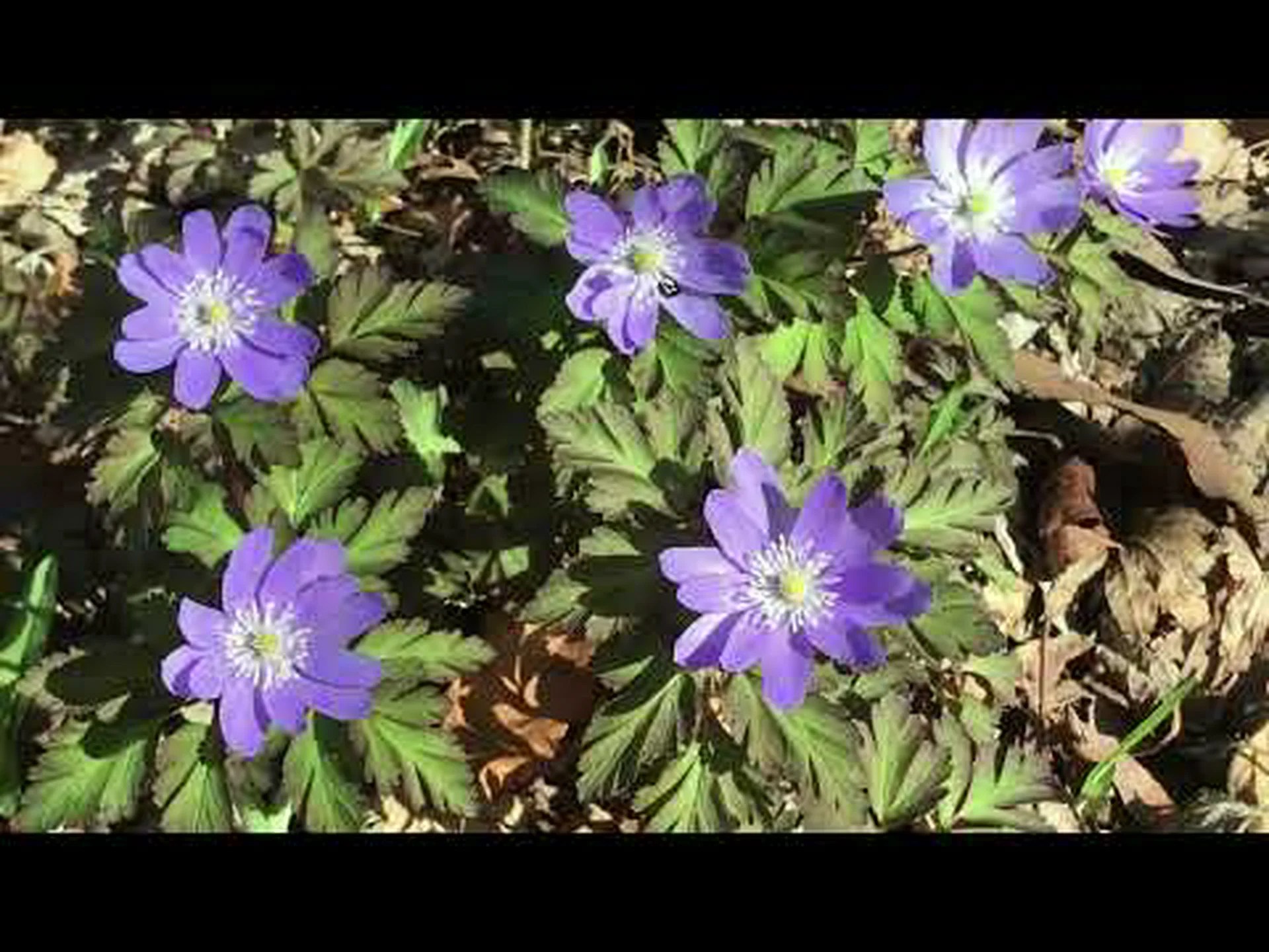 野生のアネモネ 野生のアネモネ