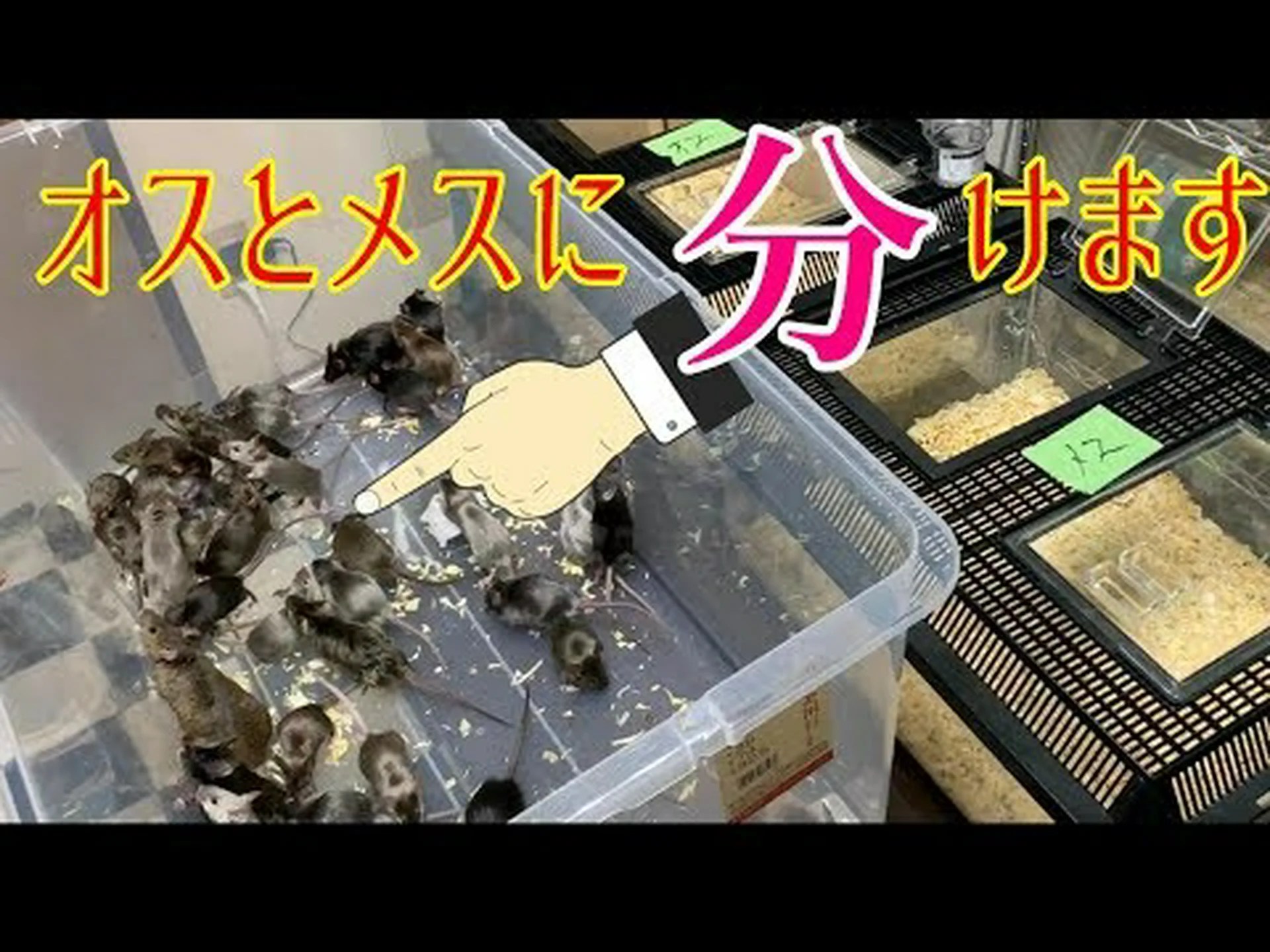 メスのマウス メスのマウス