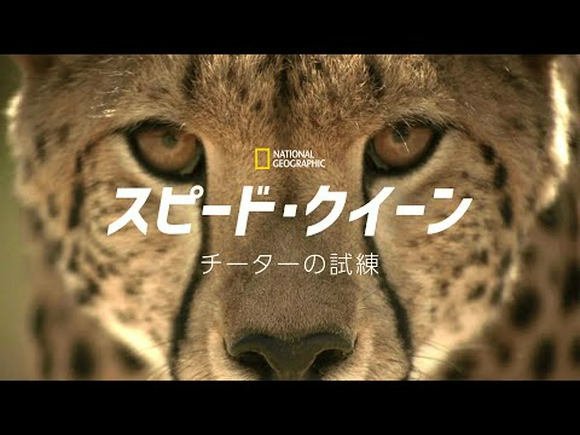 チーター: スピードがすべてではない チーター: スピードがすべてではない