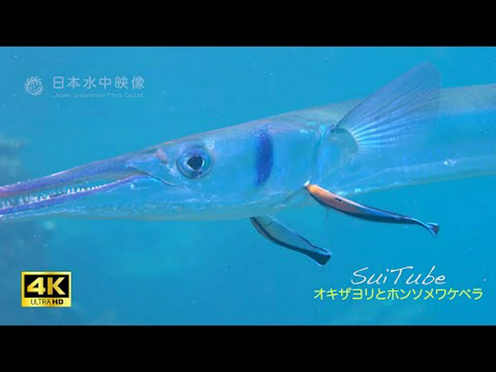 メスの掃除ベラにとってハーレムの変化は利益をもたらす メスの掃除ベラにとってハーレムの変化は利益をもたらす