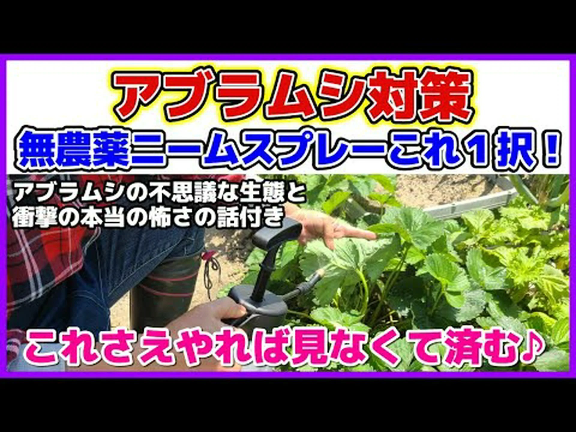 遺伝子が変わったのでアブラムシのコロニーは大丈夫 遺伝子が変わったのでアブラムシのコロニーは大丈夫