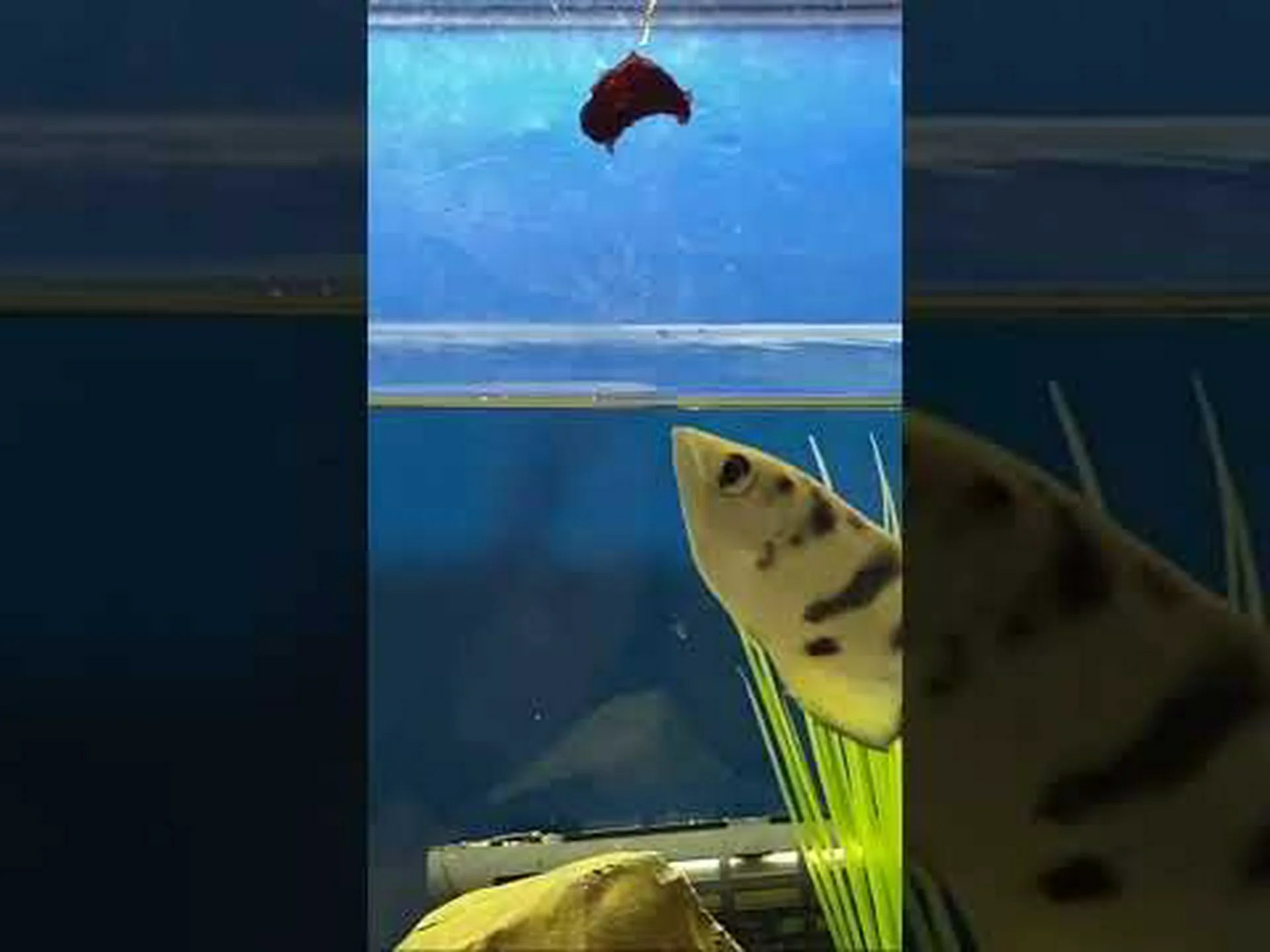 テッポウウオは弾道の達人です テッポウウオは弾道の達人です